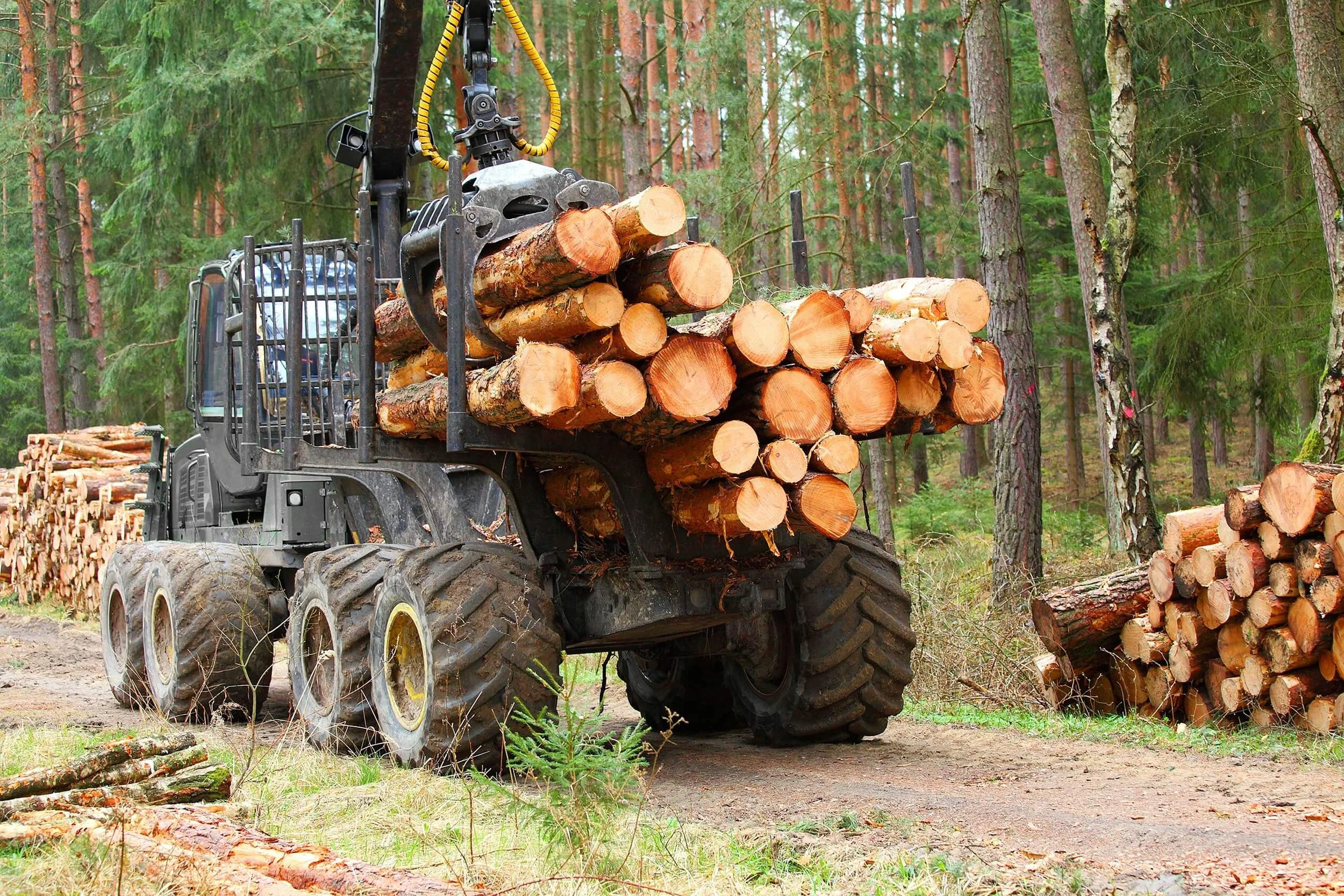 Metsänhoito1.jpg