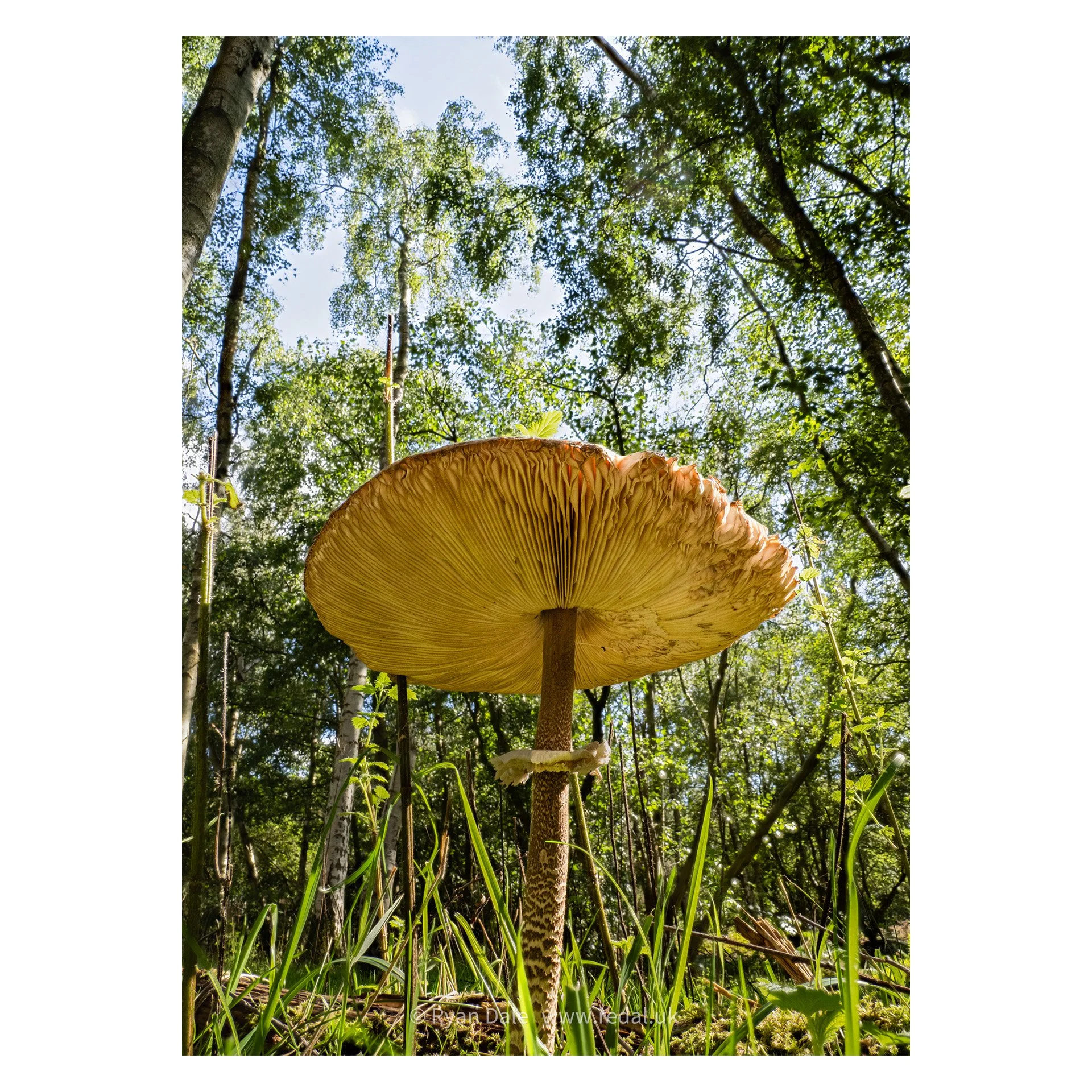 redal-portfolio-image-712.jpg