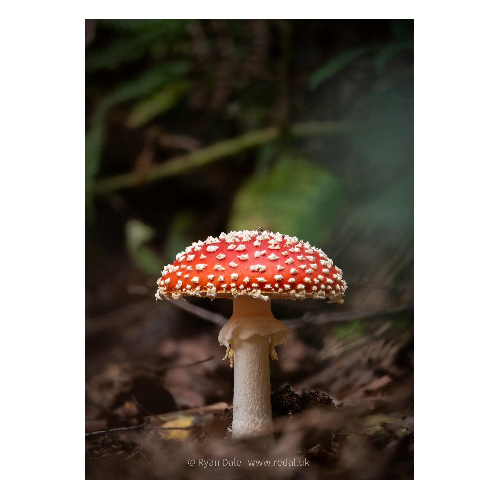 Photo Print - Amanita muscaria in Bracken, Portrait