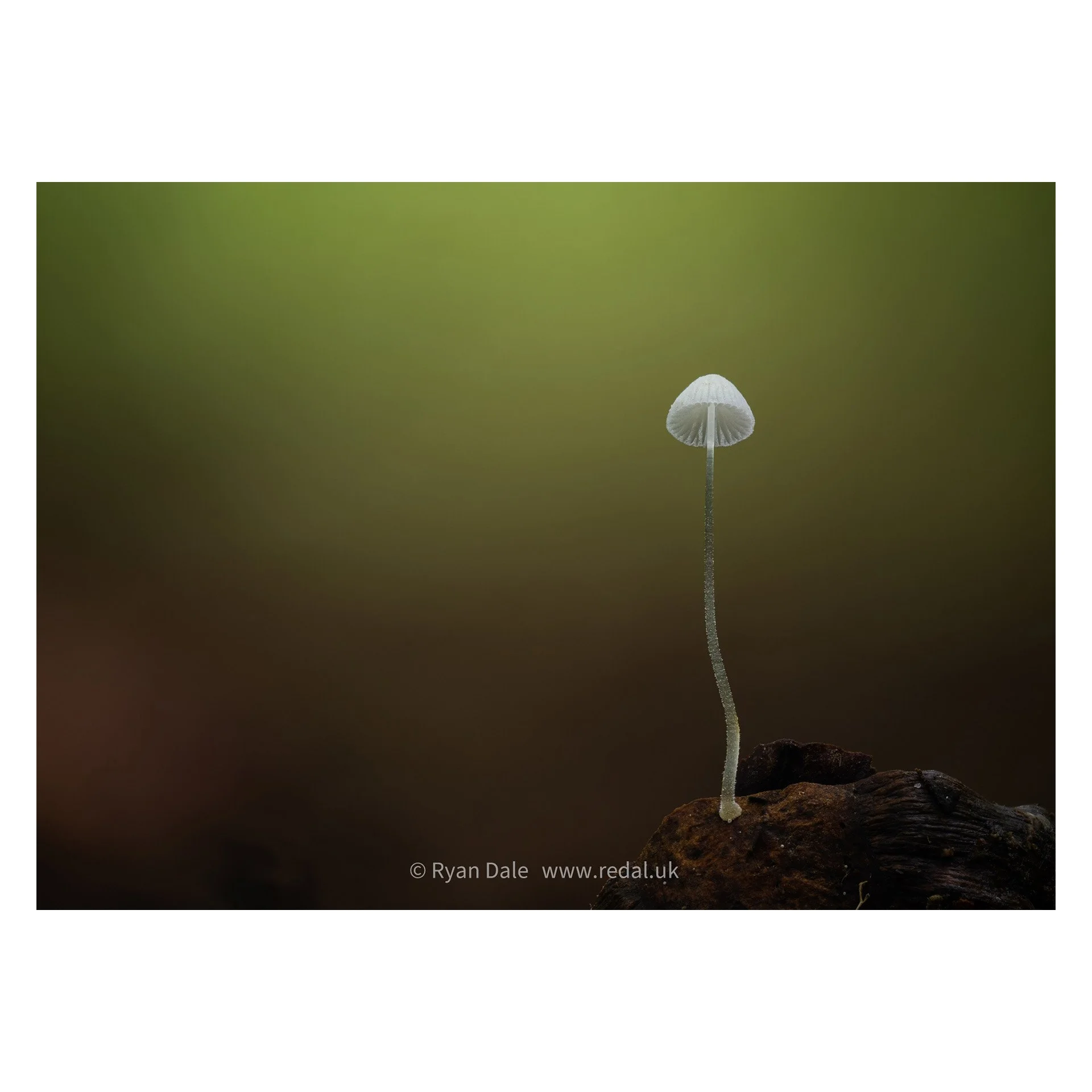 Photo Print - Mycena sp in the Forest, Landscape