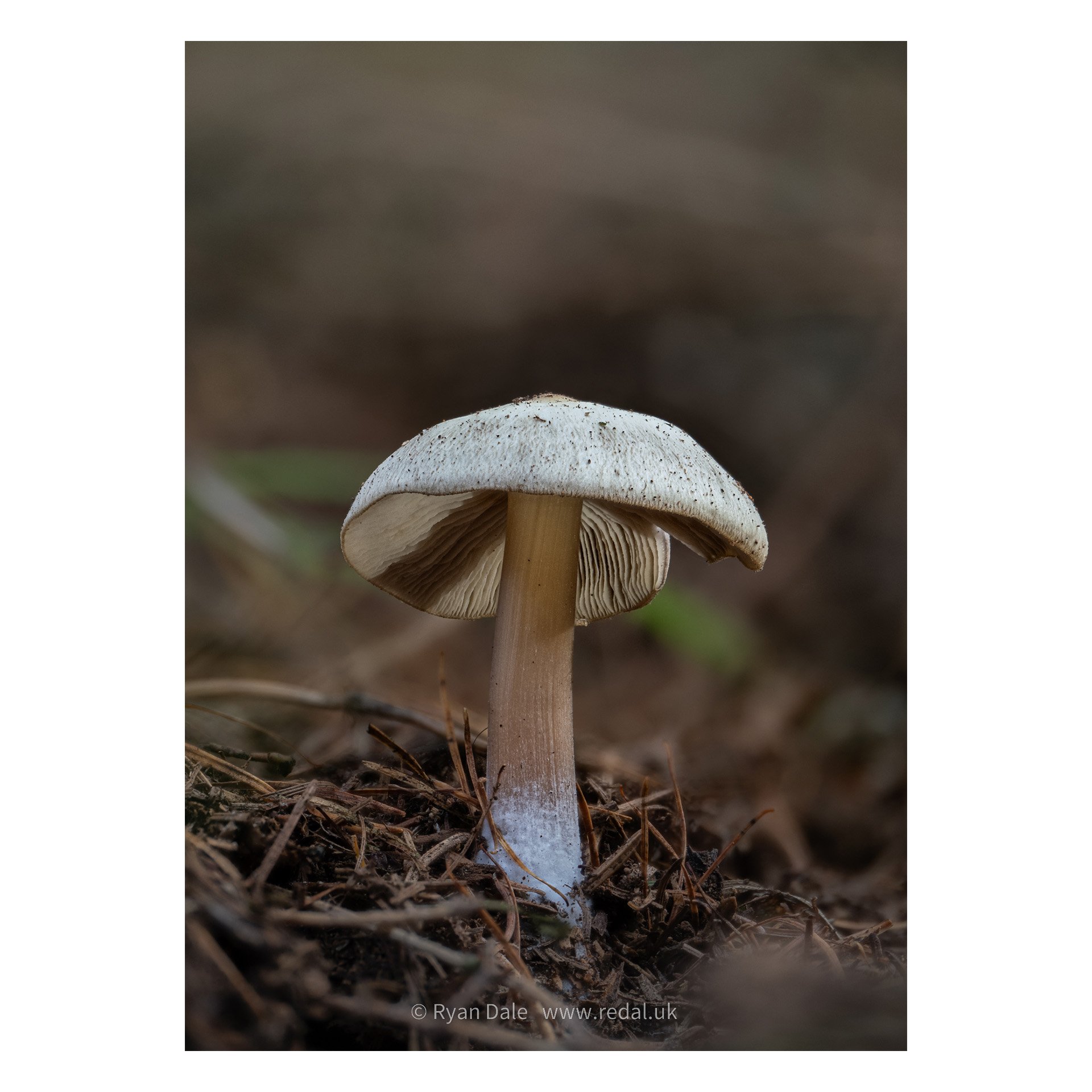 redal-portfolio-image-540.jpg