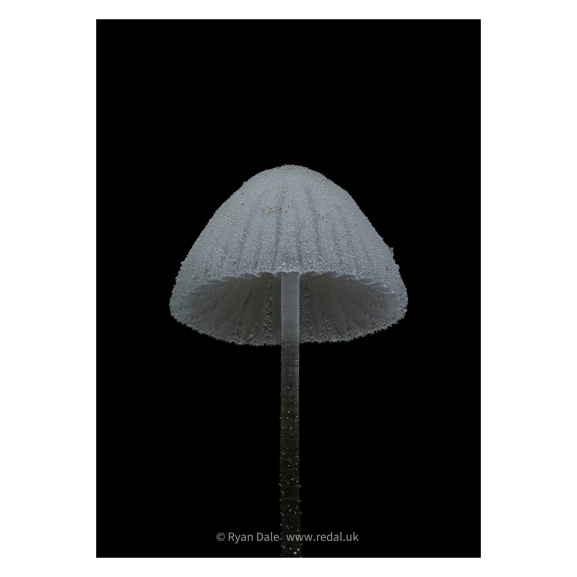 redal-portfolio-image-716.jpg