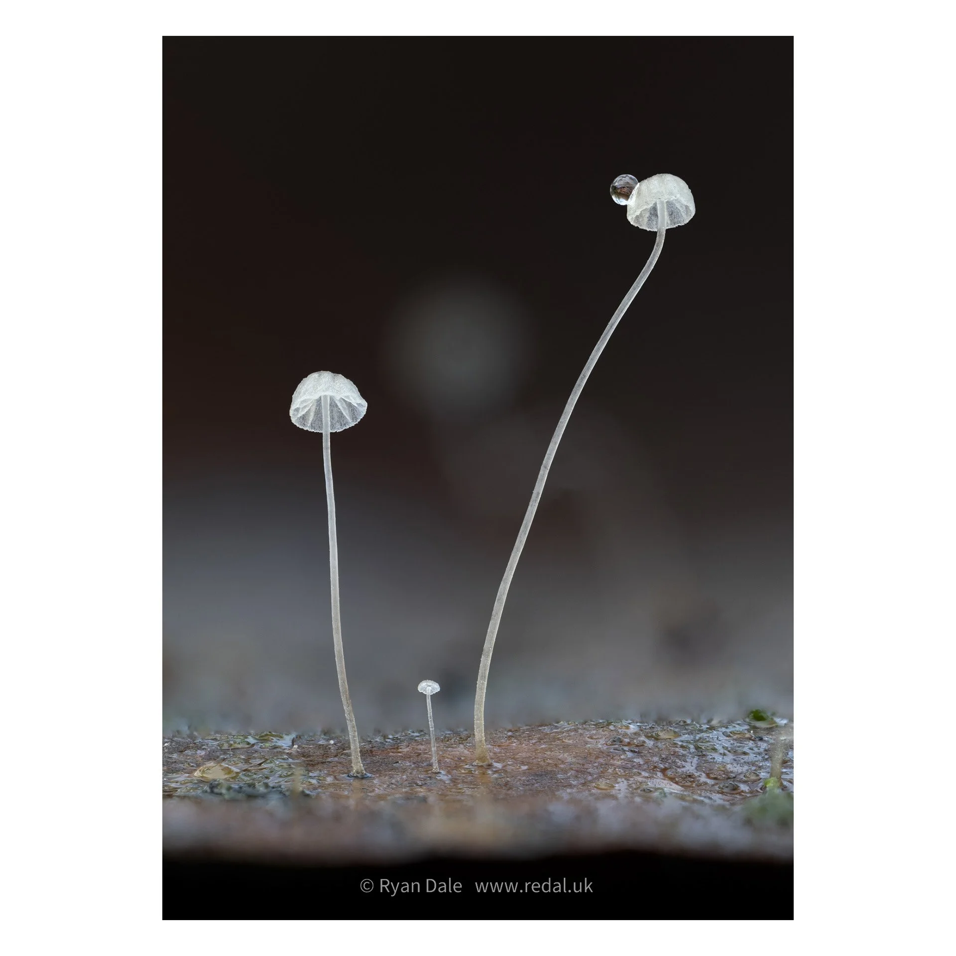 Photo Print - Beechleaf Bonnets and Water
