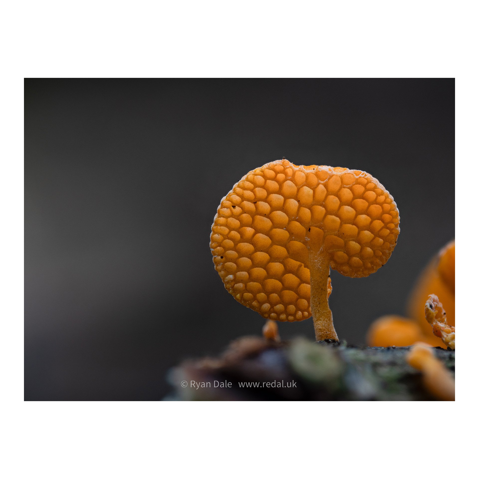 redal-portfolio-image-497.jpg