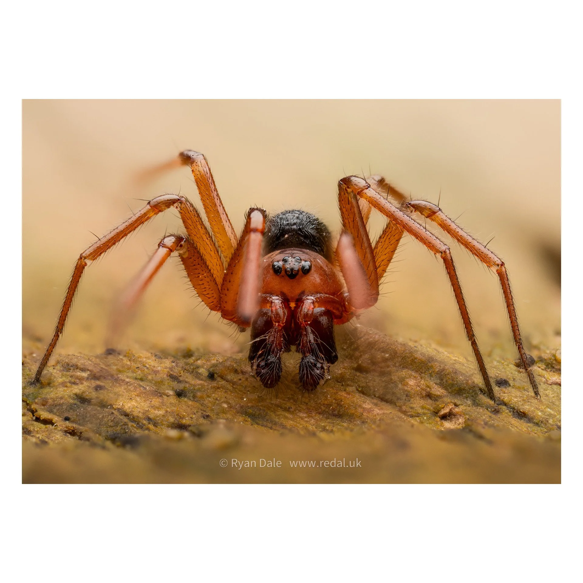 Photo Print - Money Spider Close Up