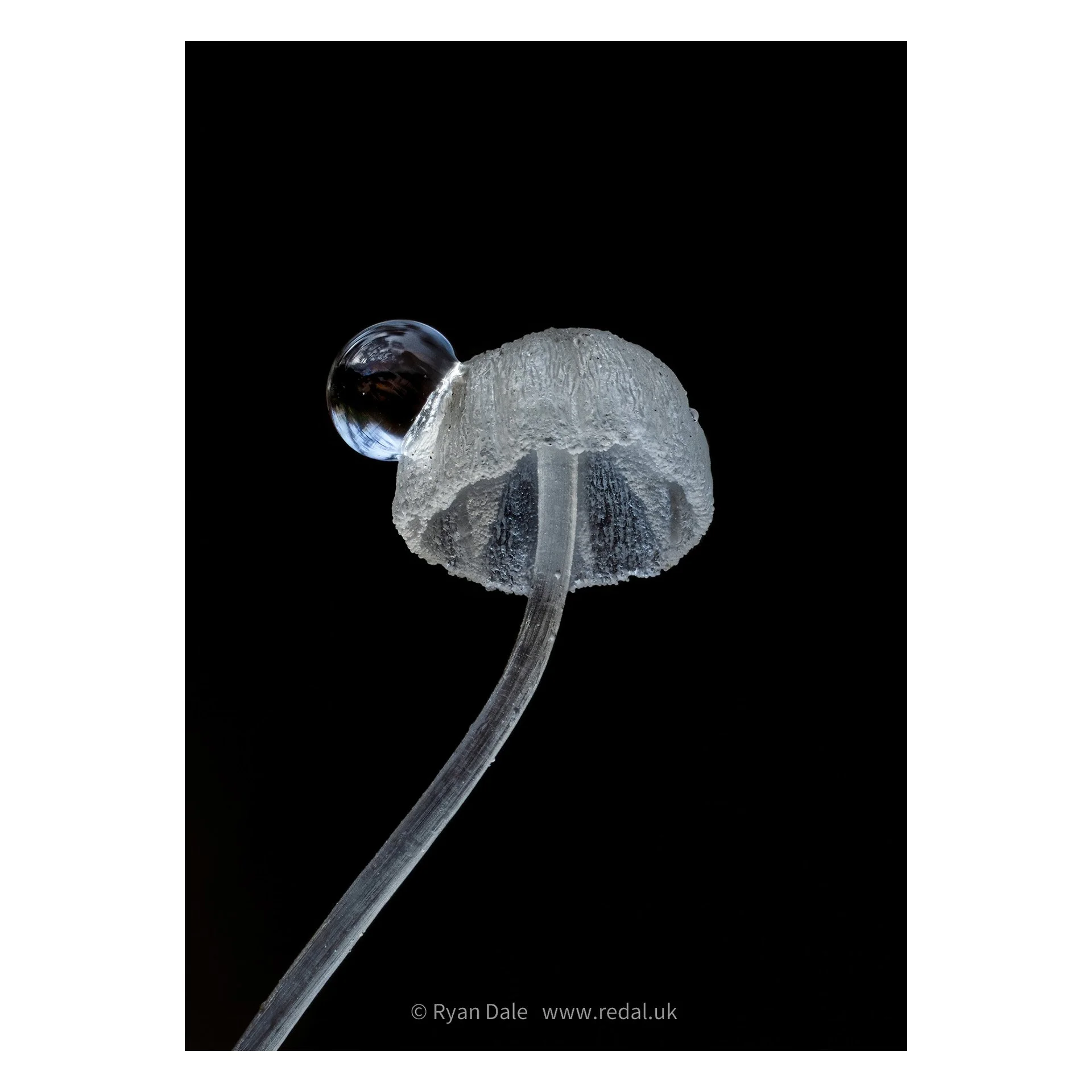 Photo Print - Beechleaf Bonnet Holding Water