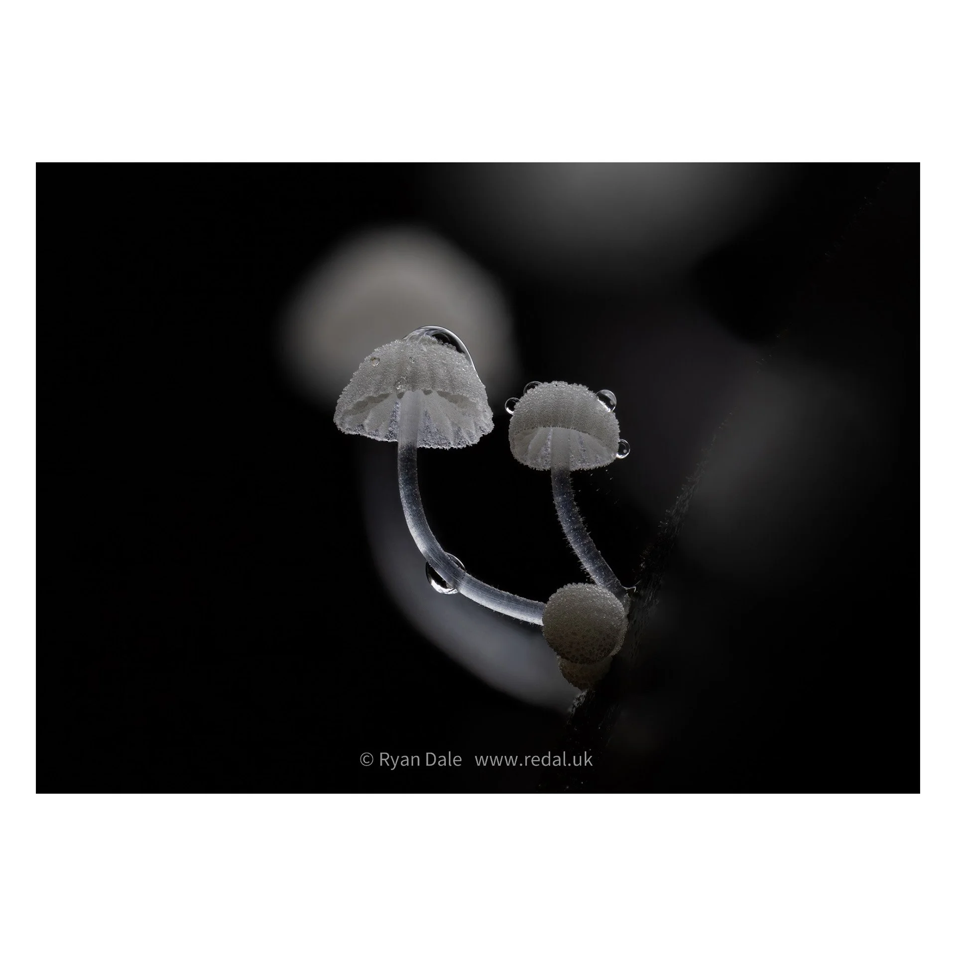 Photo Print - Mycena duo in the Dark