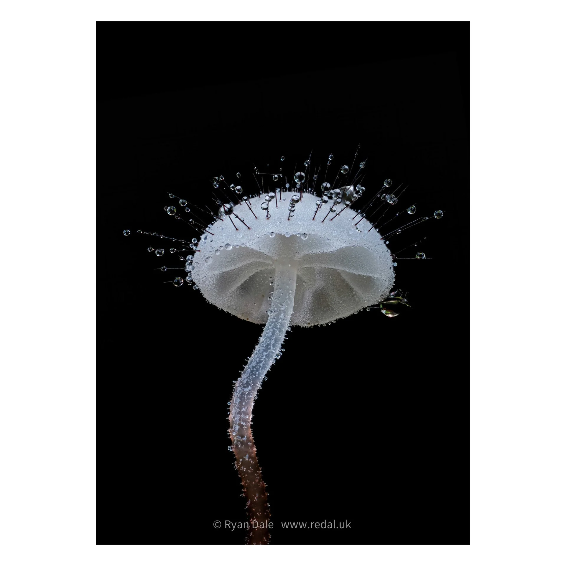 redal-portfolio-image-685.jpg