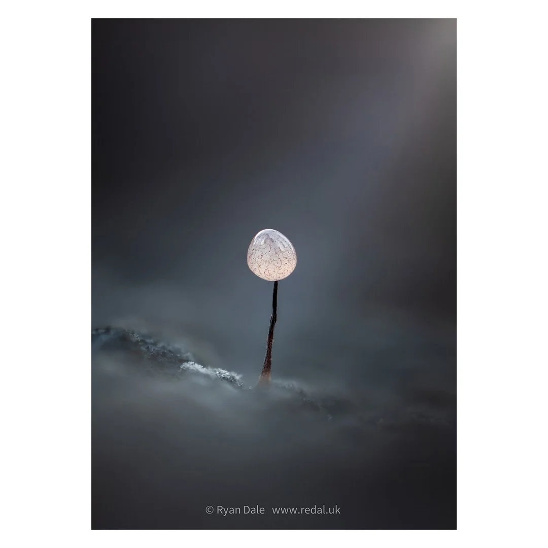 Photo Print - Singular Slime Mold Alone in the Dark