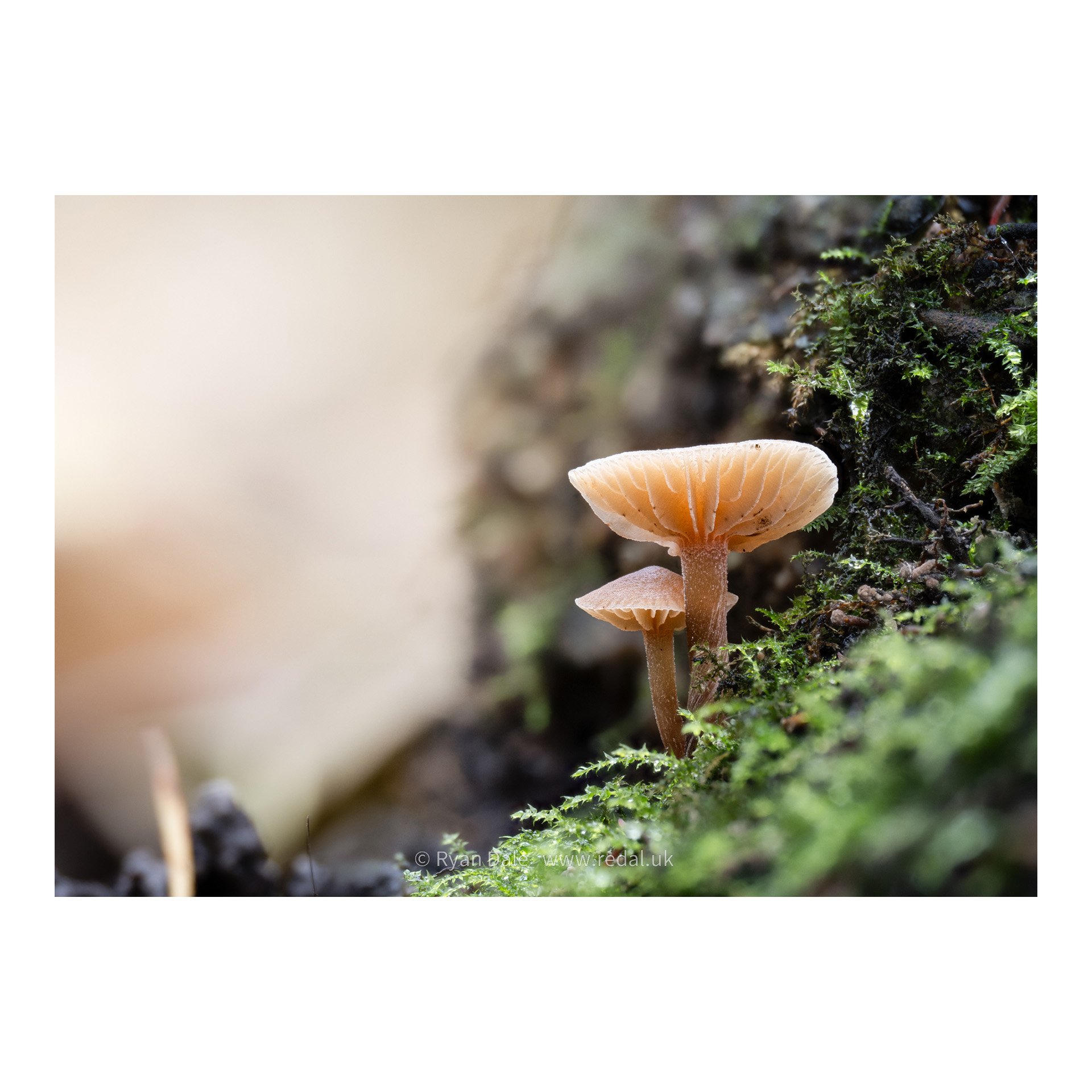 redal-portfolio-image-480.jpg