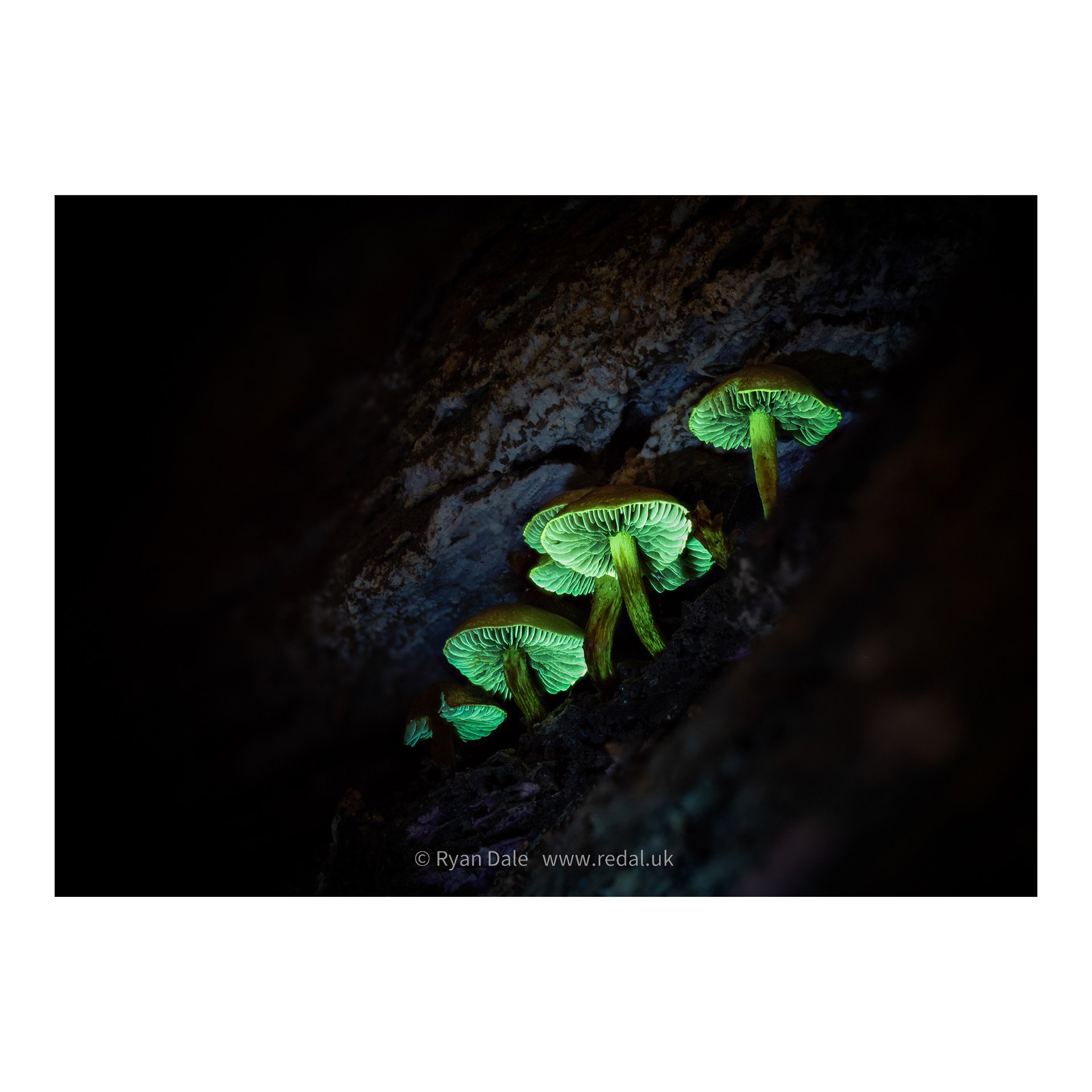 redal-portfolio-image-505.jpg