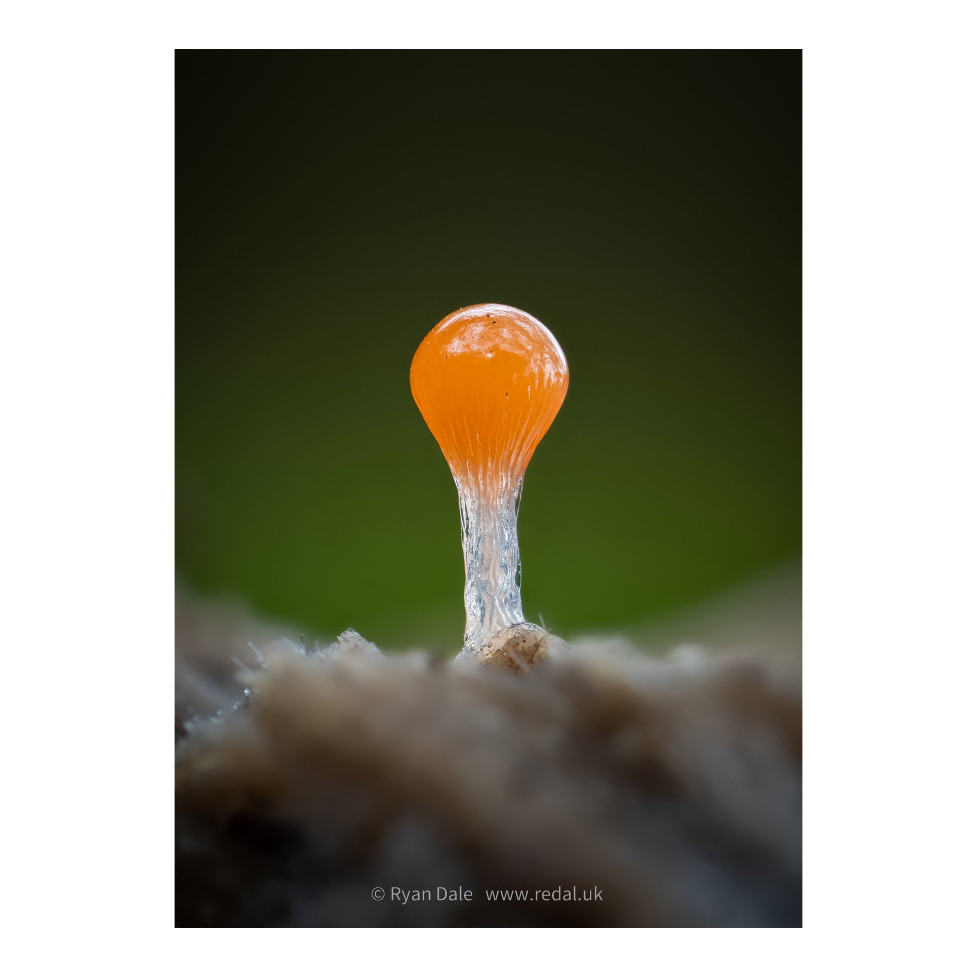 redal-portfolio-image-439.jpg