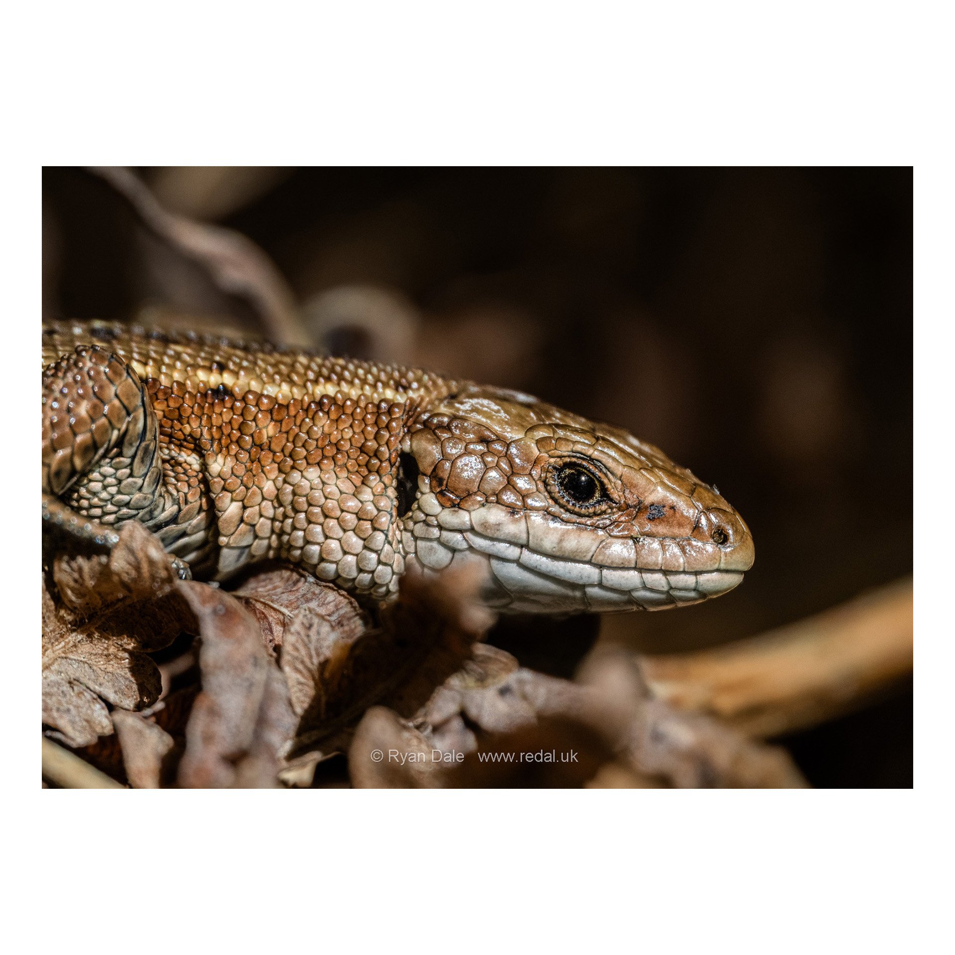 redal-portfolio-image-104.jpg