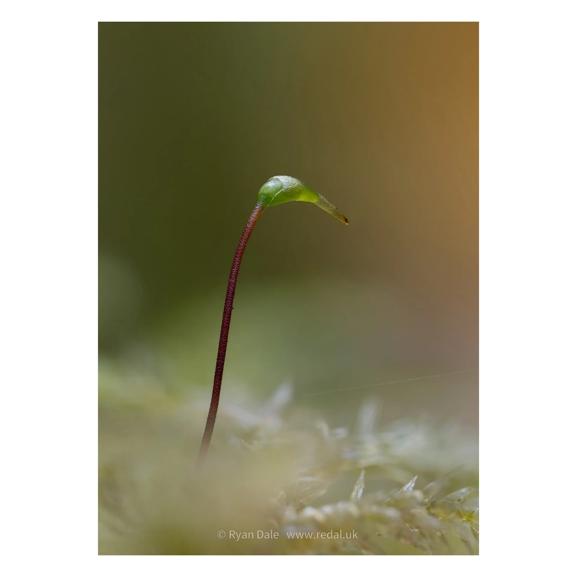 redal-portfolio-image-678.jpg