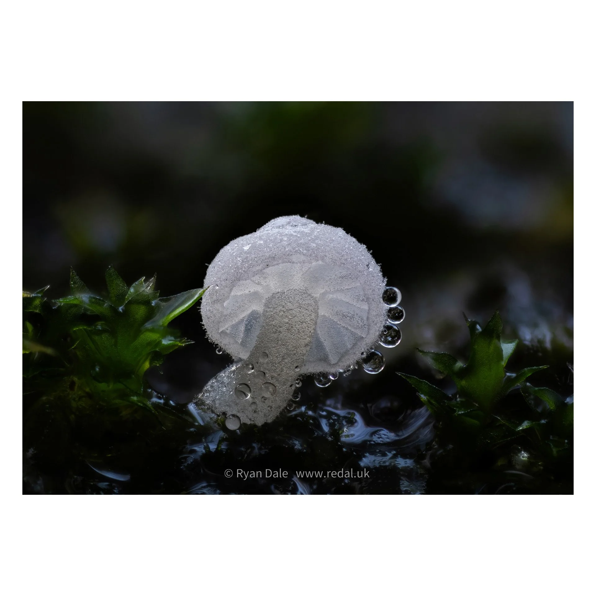 Photo Print - Mycenaceae with Tiny Droplets