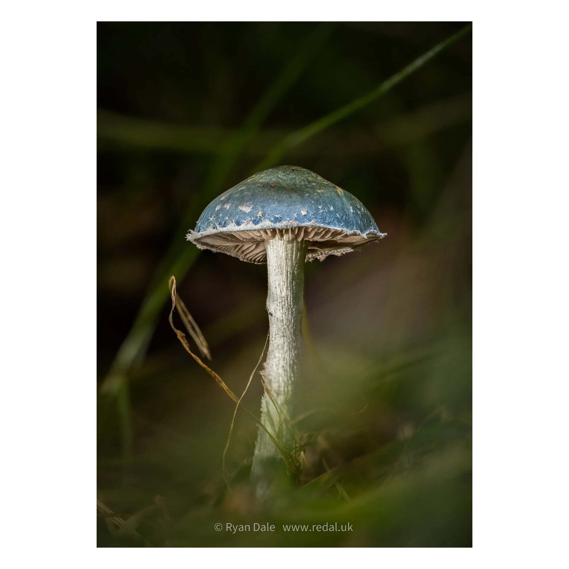 Photo Print - Stropharia sp.
