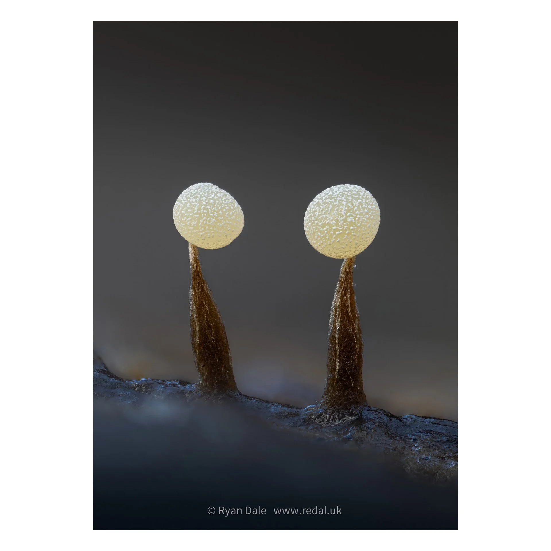 Photo Print - Slime Mold Pair in the Dark