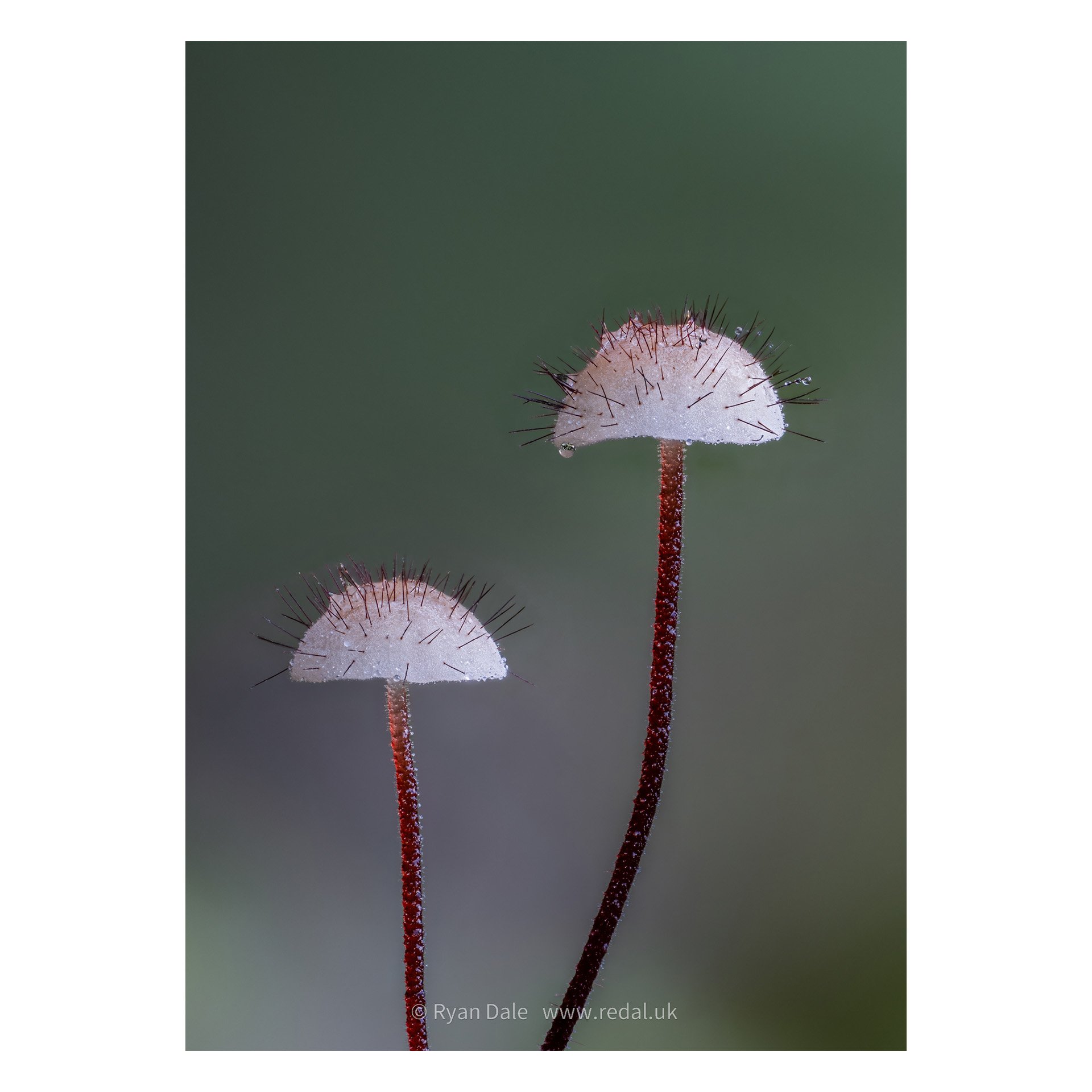Photo Print - Holly Parachute Pair