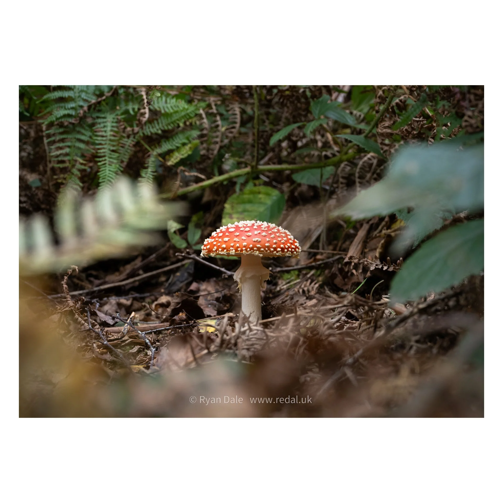 Photo Print - Amanita muscaria in Bracken, Landscape