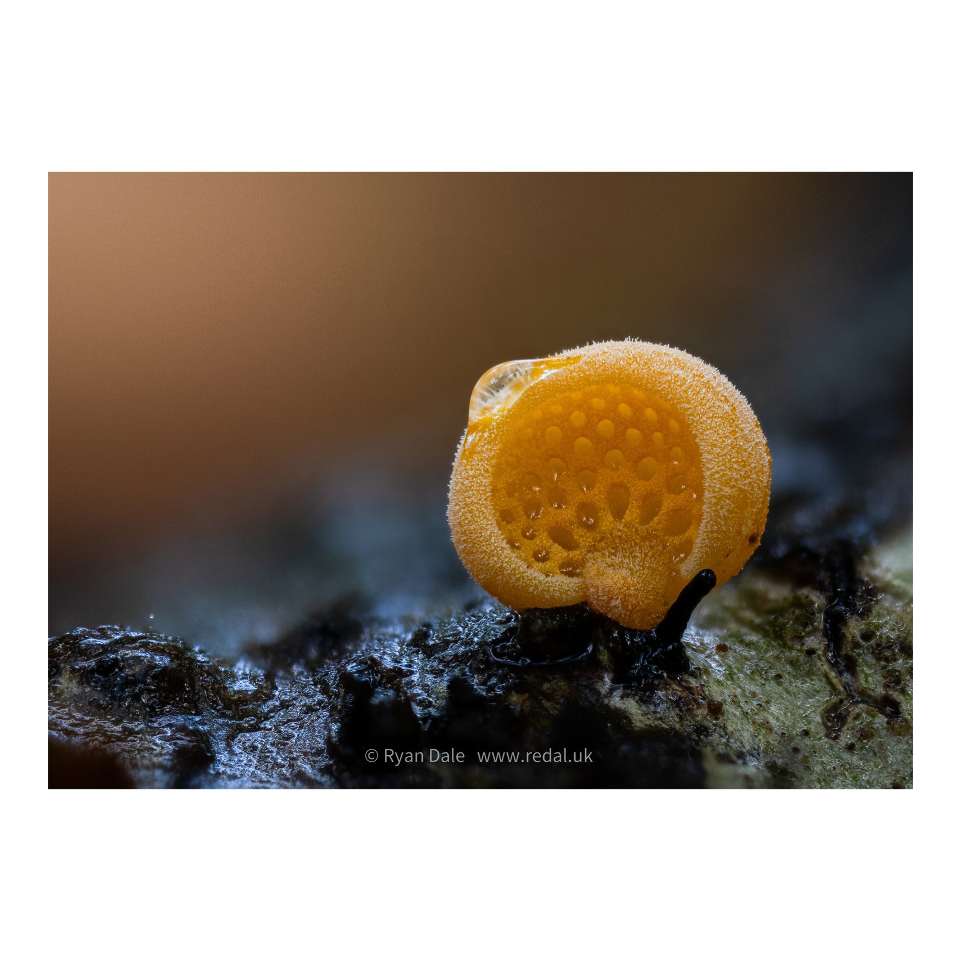 redal-portfolio-image-498.jpg