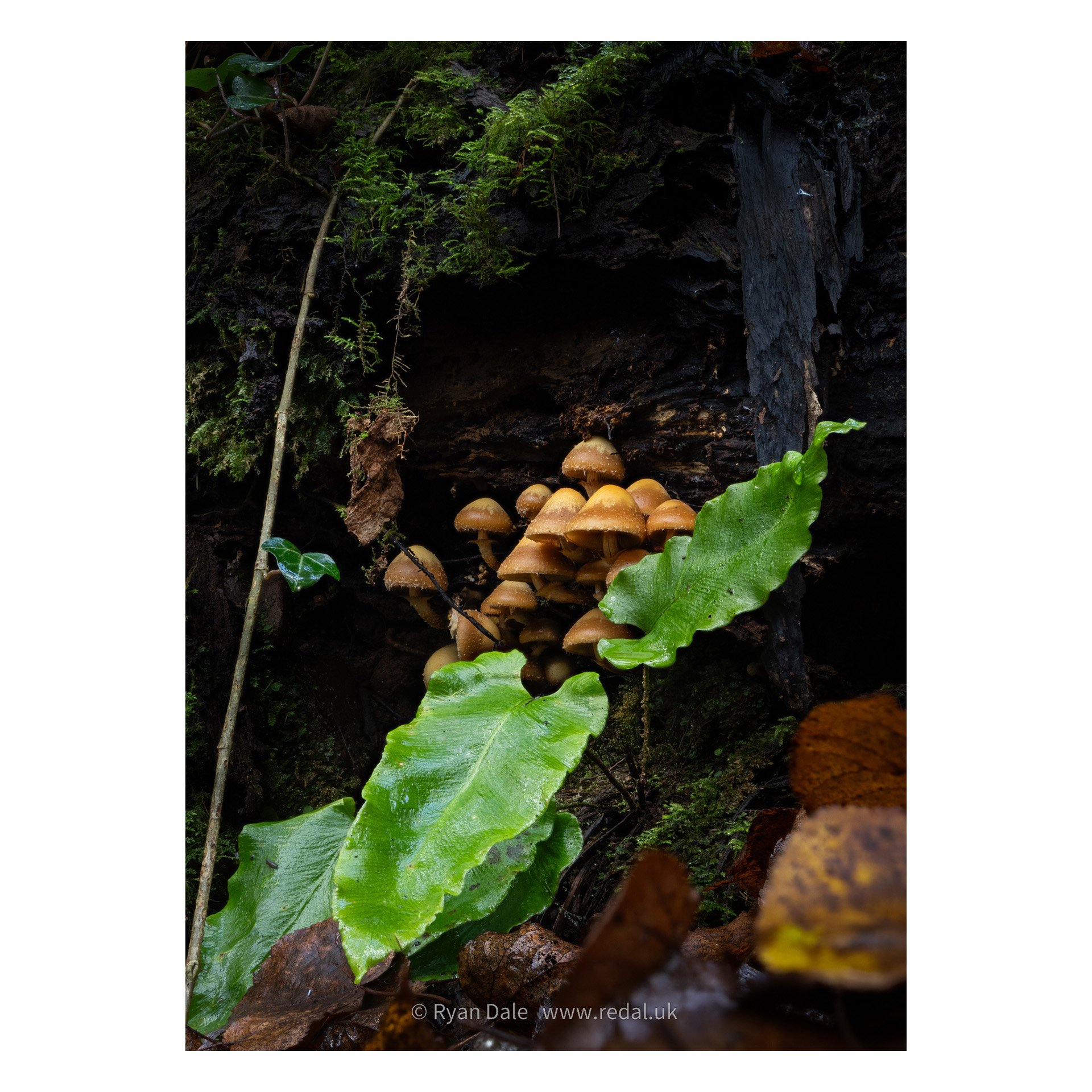 redal-portfolio-image-563.jpg