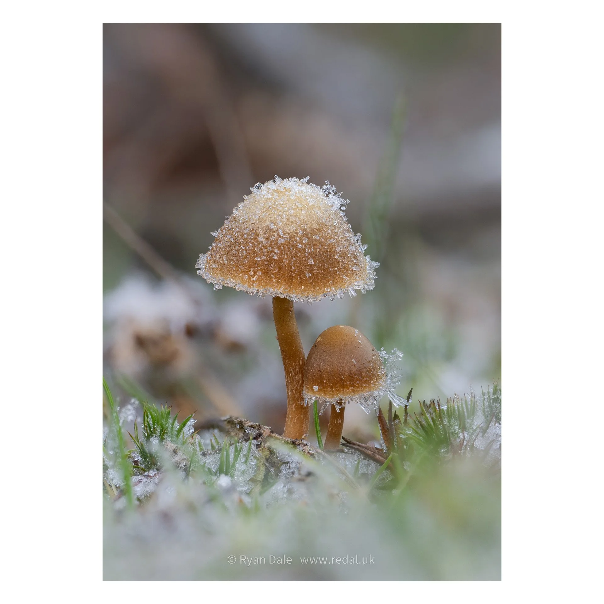 Photo Print - Huddled Together in Frost