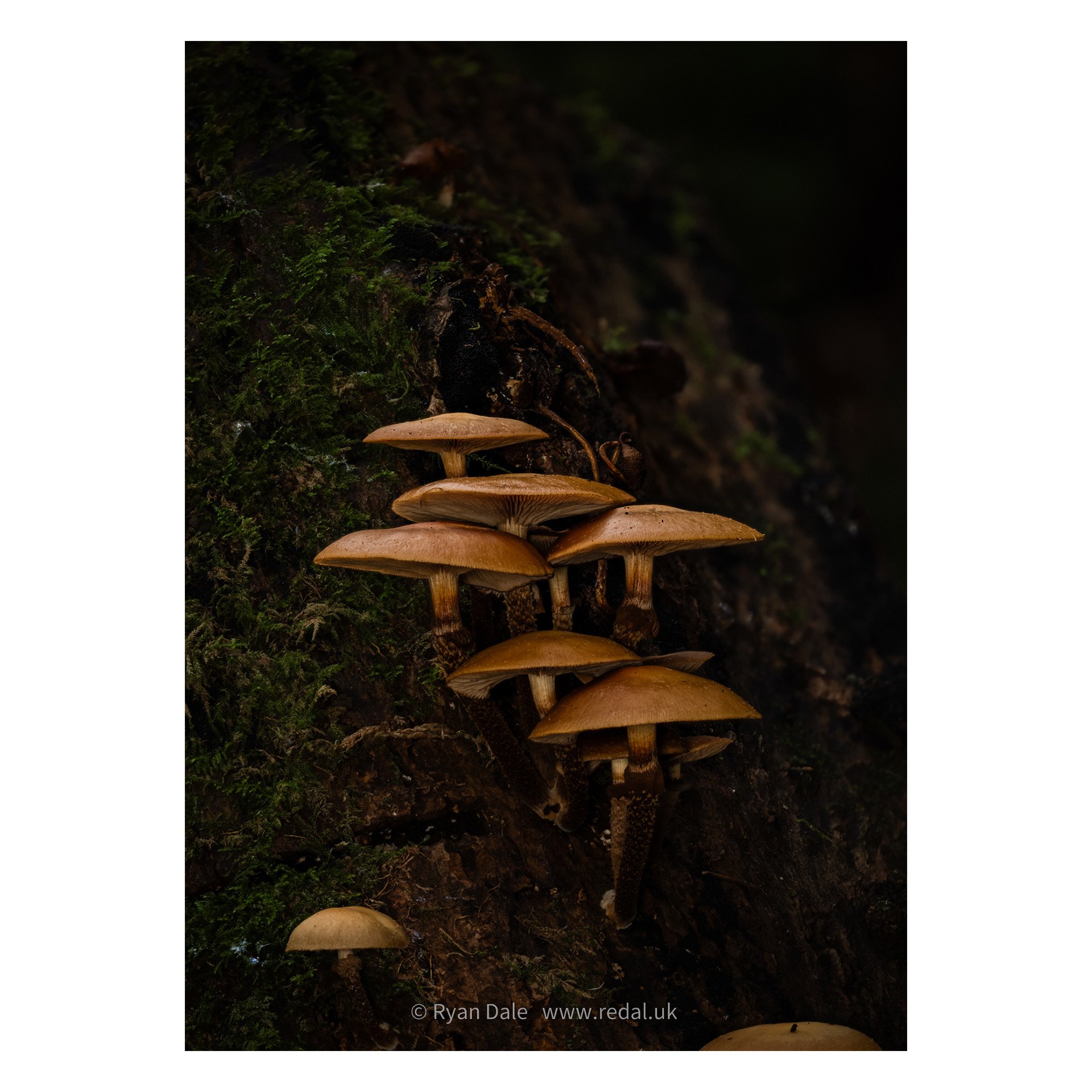 redal-portfolio-image-581.jpg