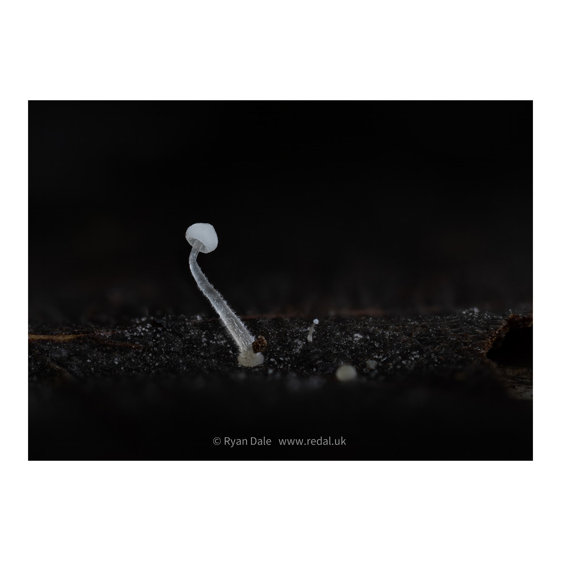 redal-portfolio-image-482.jpg