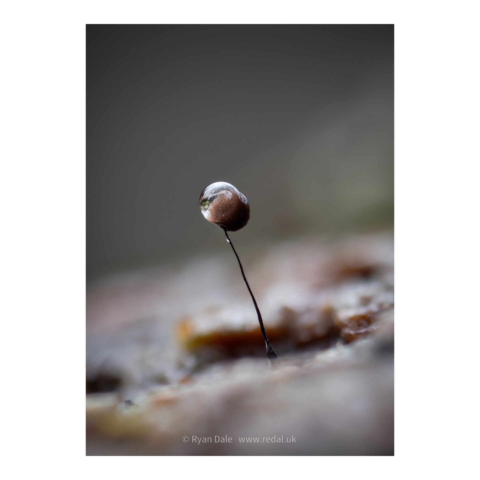 redal-portfolio-image-512.jpg