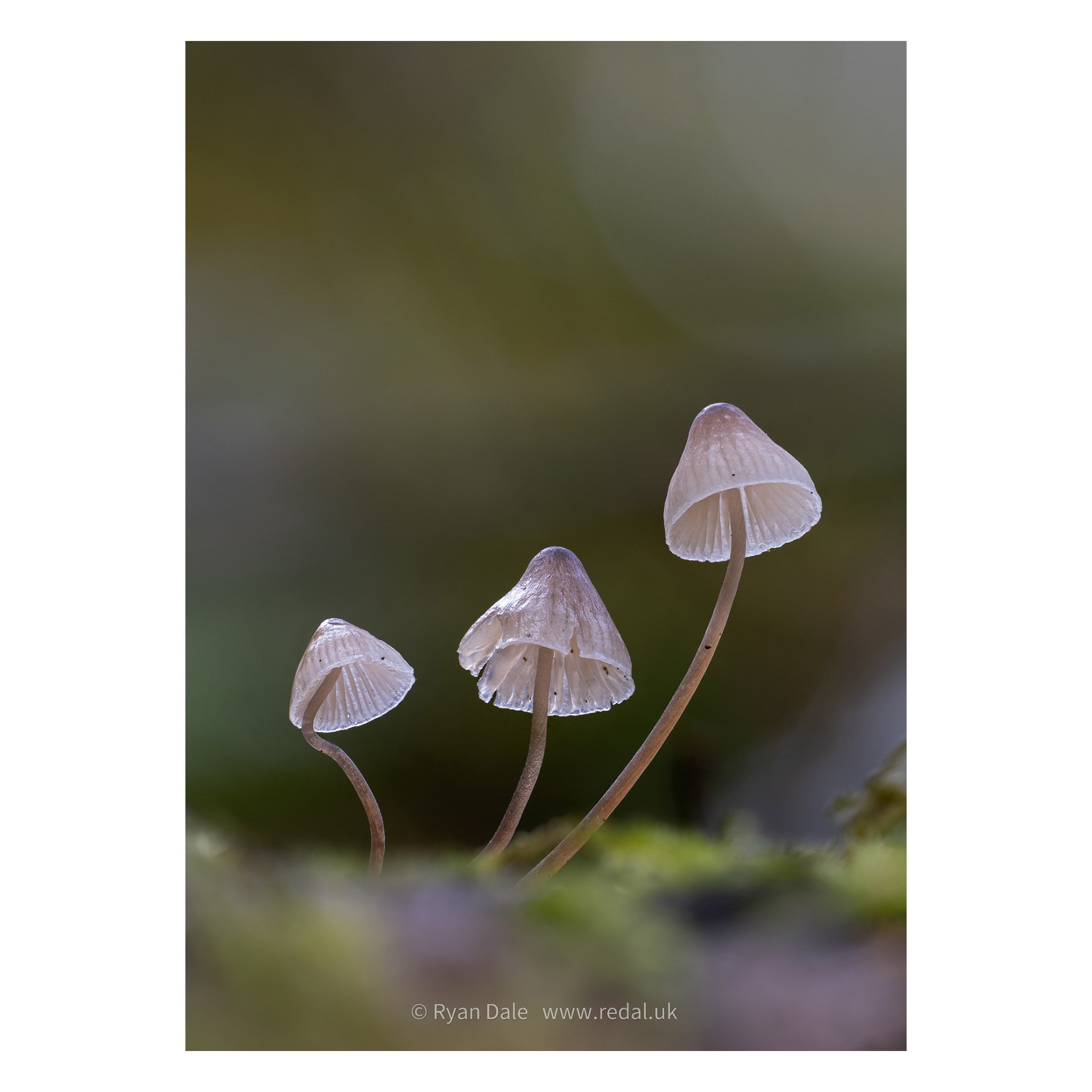 Photo Print - A Shiny Trio of Mycena sp