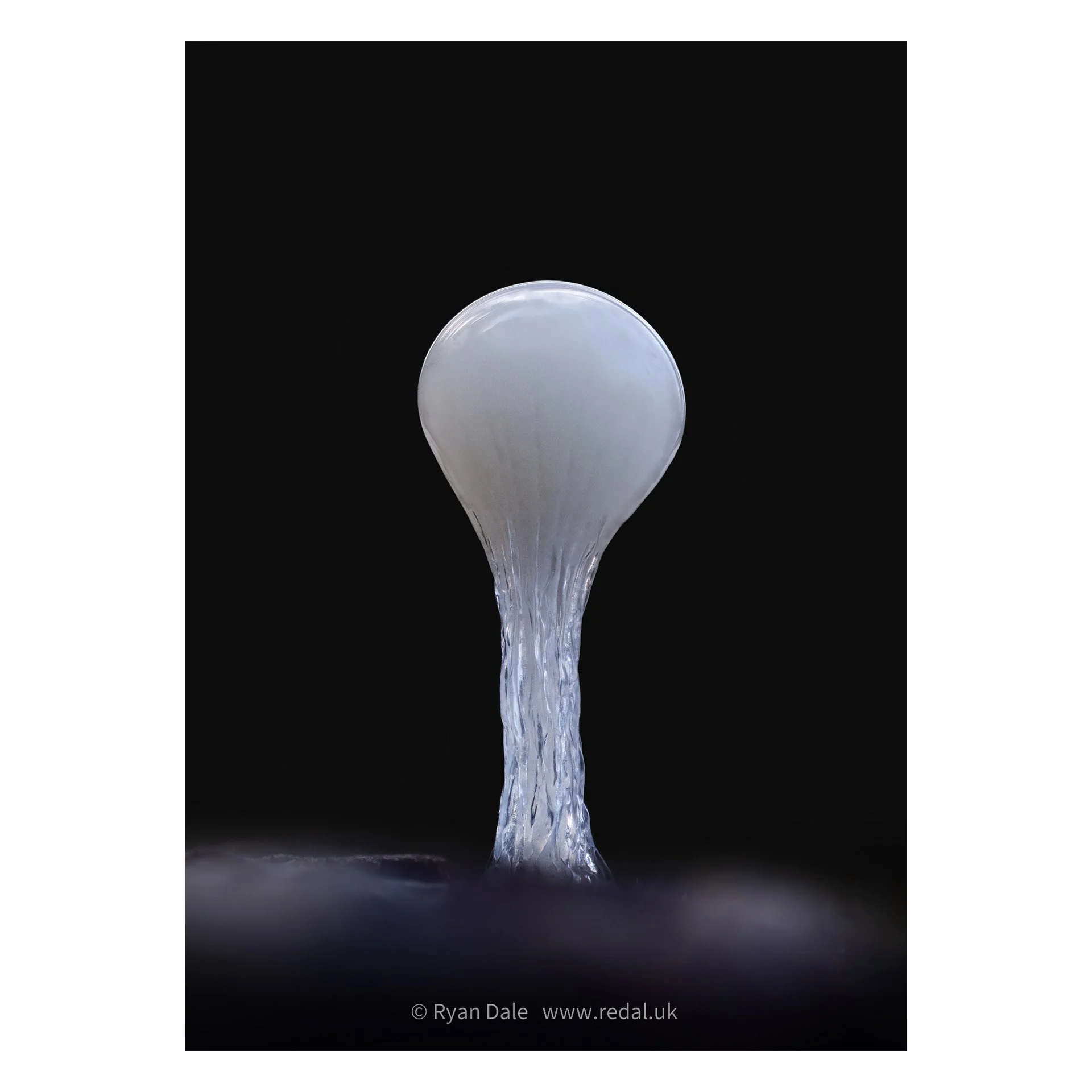 Photo Print - Hemitrichia, Close Up Single