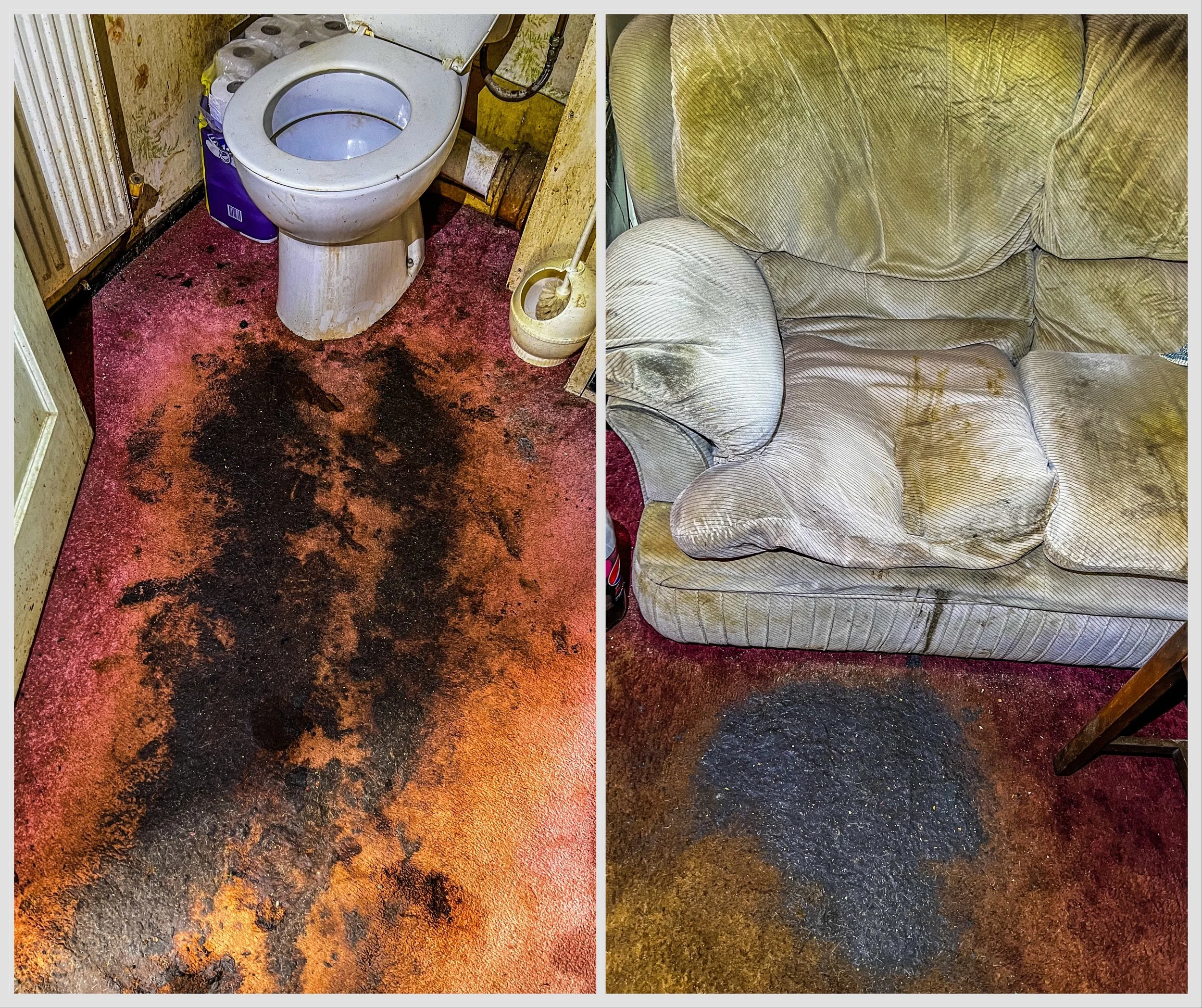 Photo showing a dirty bathroom and living room. Left side: stained toilet and heavily soiled red carpet. Right side: stained couch and dark spot on carpet.