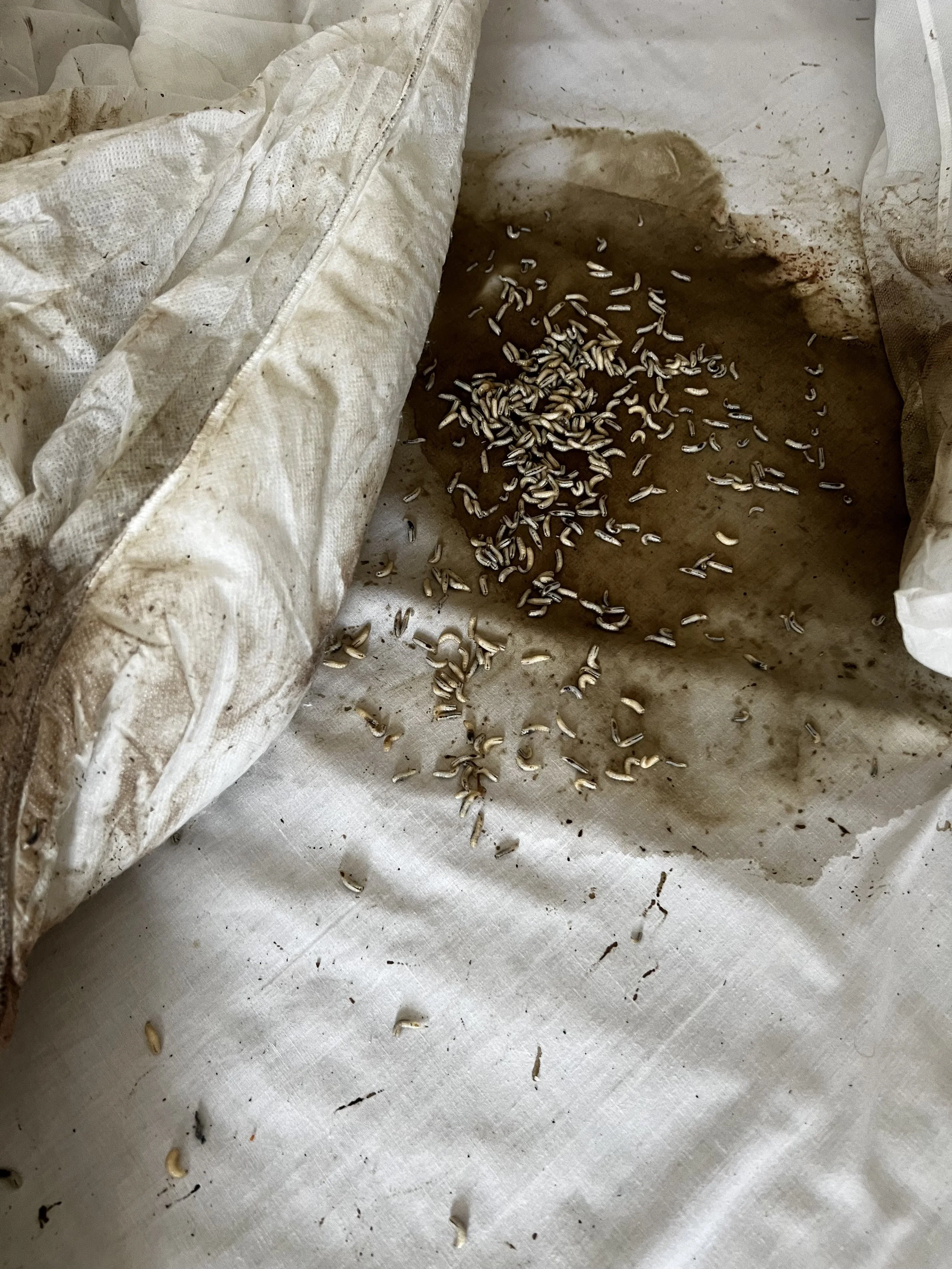 Dirty fabric with a cluster of small larvae and stains