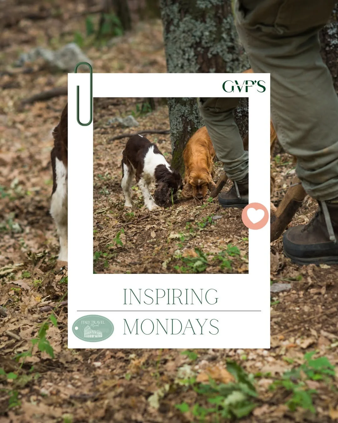 ✨ Inspiring Mondays ✨

Truffle season is here &mdash; and with it, a world of earthy elegance, forest walks, and once-in-a-lifetime flavours 🍂🐾

With Italy Travel Mood, your clients can enjoy exclusive truffle hunting experiences, guided by expert 