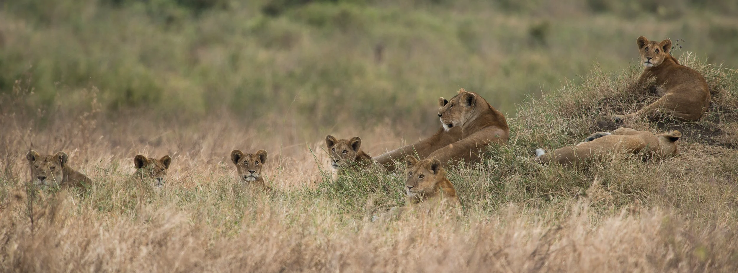 Joel Collins - Tanzania-2991.jpg