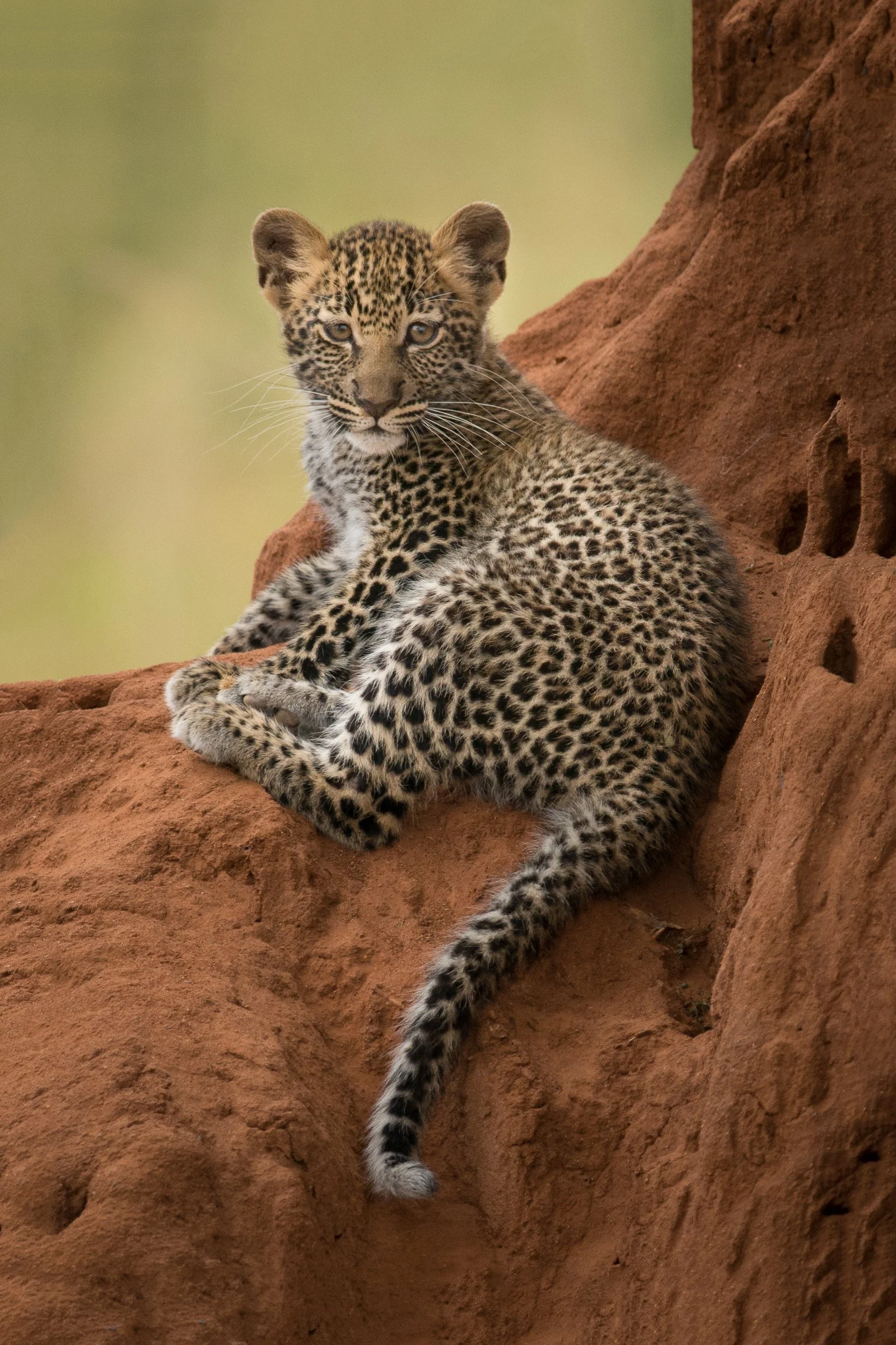 Joel Collins - Tanzania--2.jpg