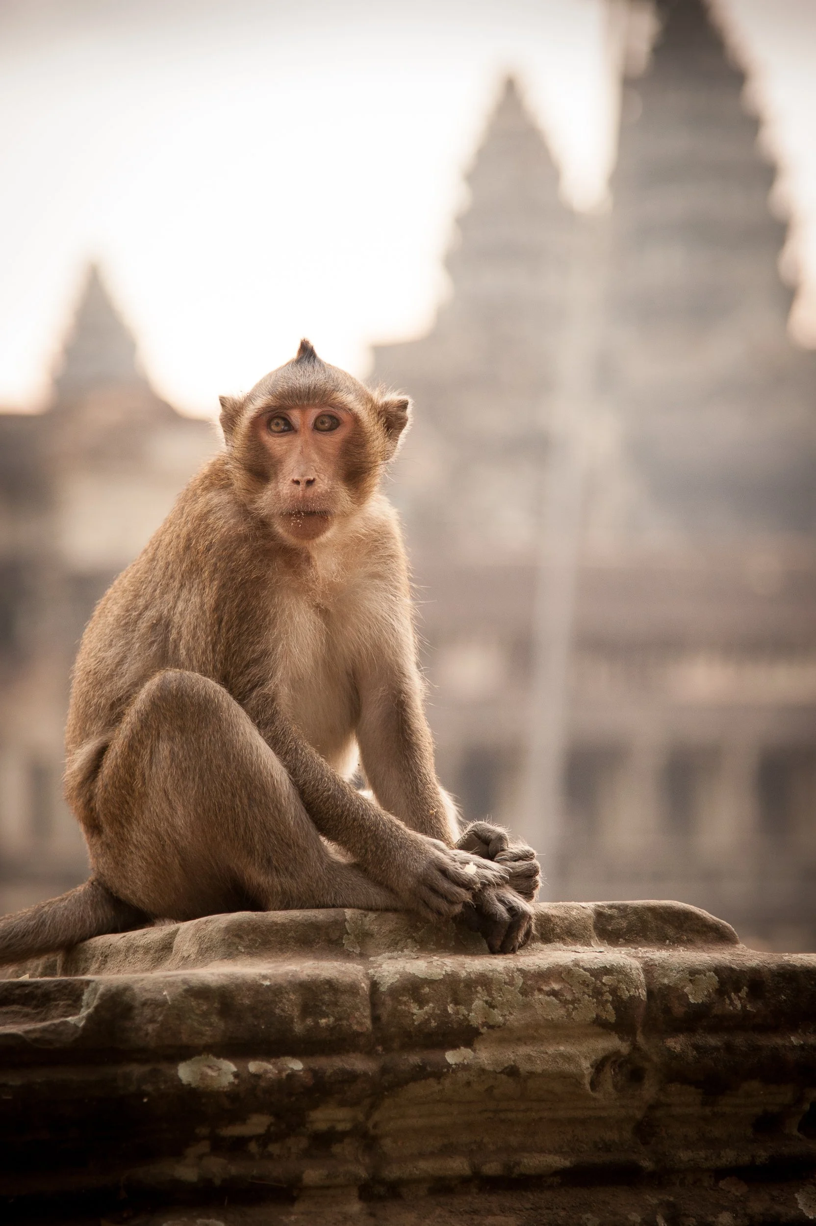 Joel Collins - Cambodia-6510.jpg
