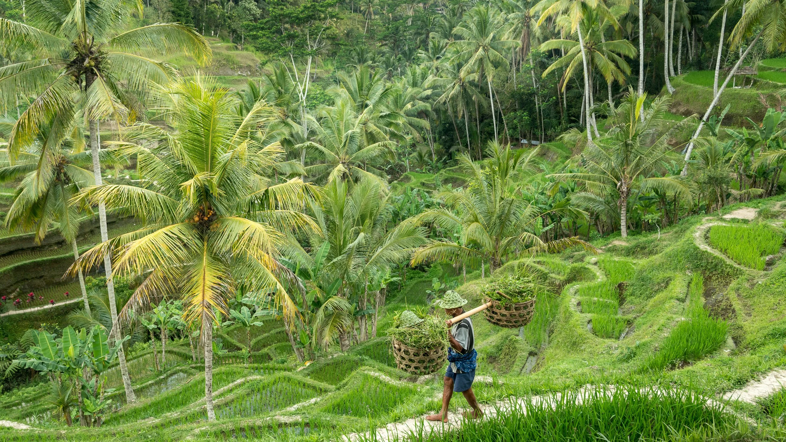 Joel Collins - Indonesia-6433.jpg