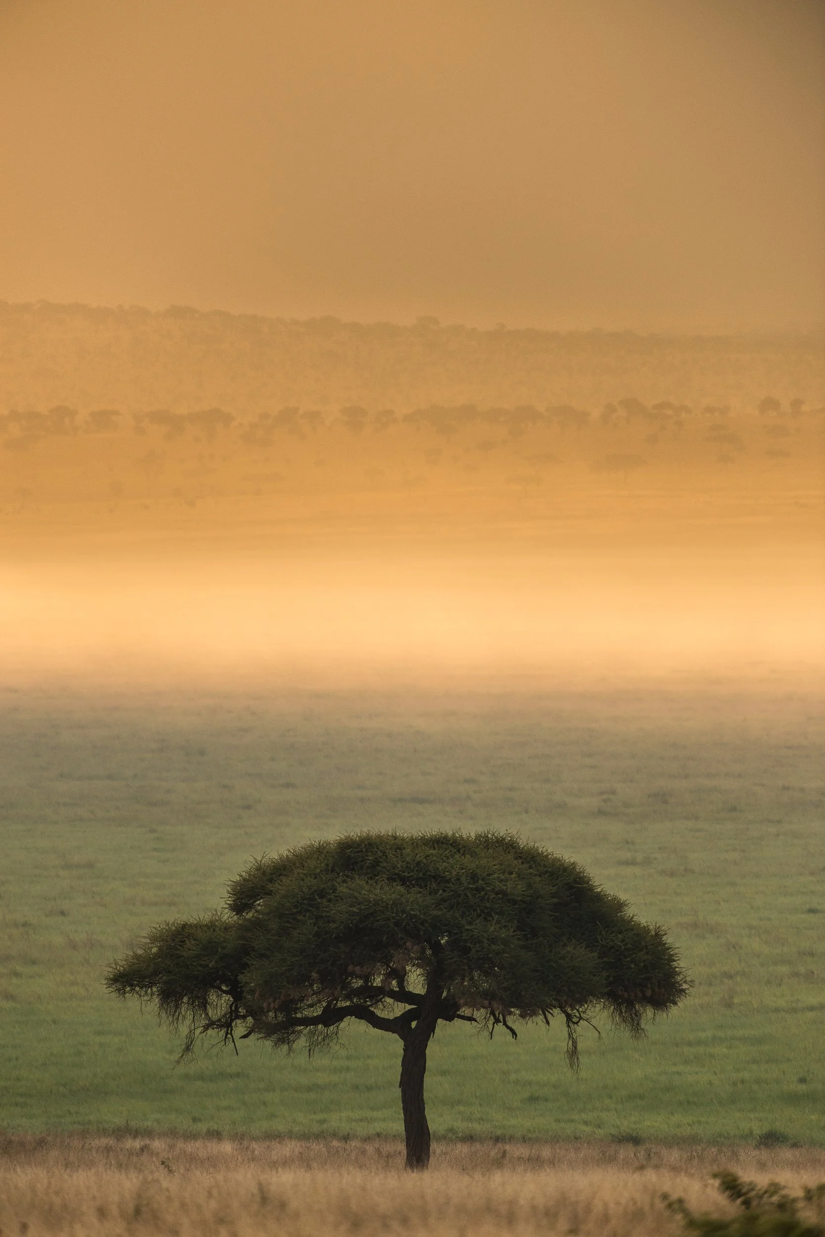 Joel Collins - Tanzania-3924.jpg