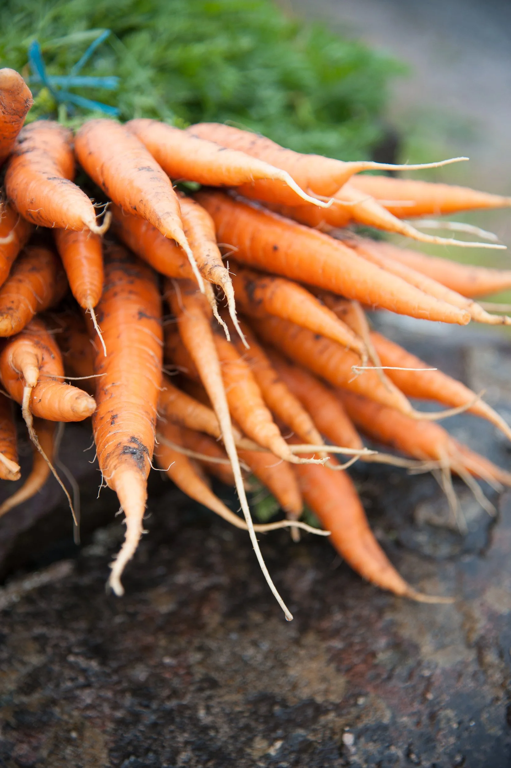 Joel Collins - Ireland-1922.jpg