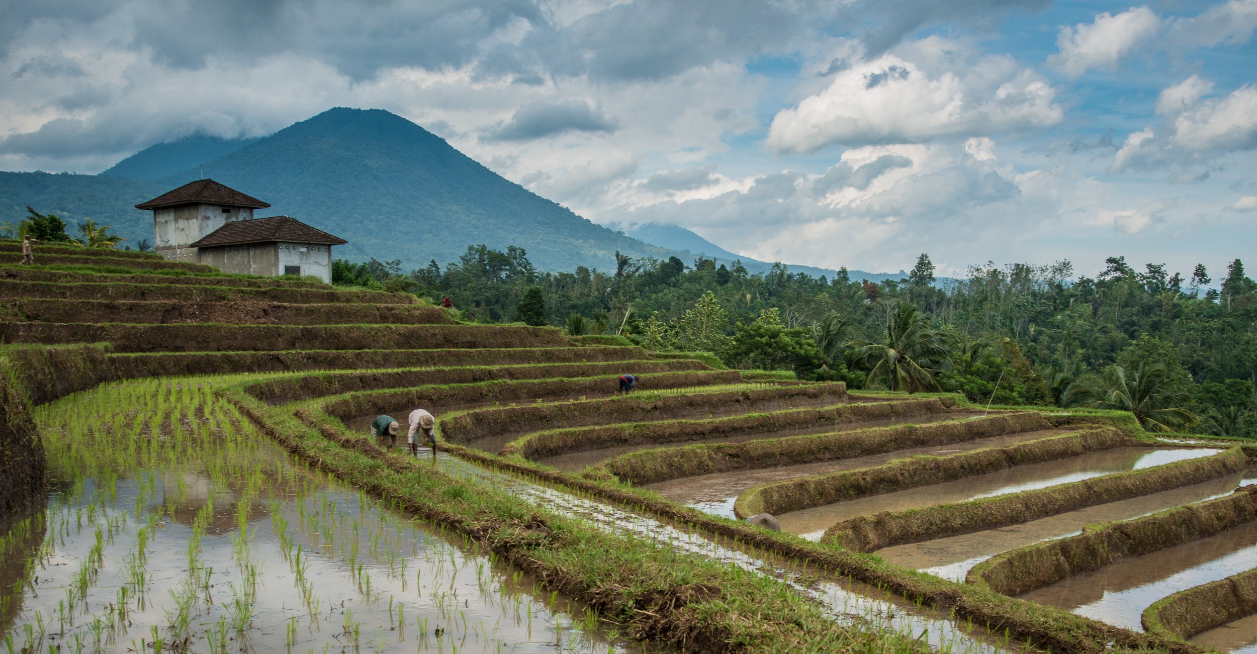 Joel Collins - Indonesia-.jpg