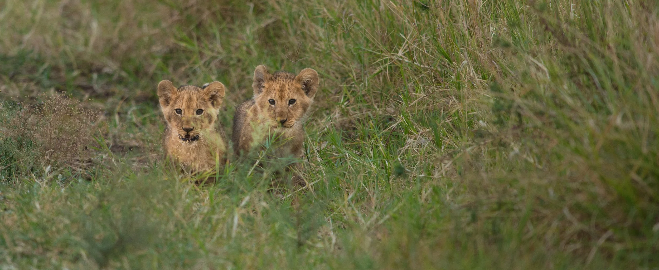 Joel Collins - Tanzania-2078.jpg