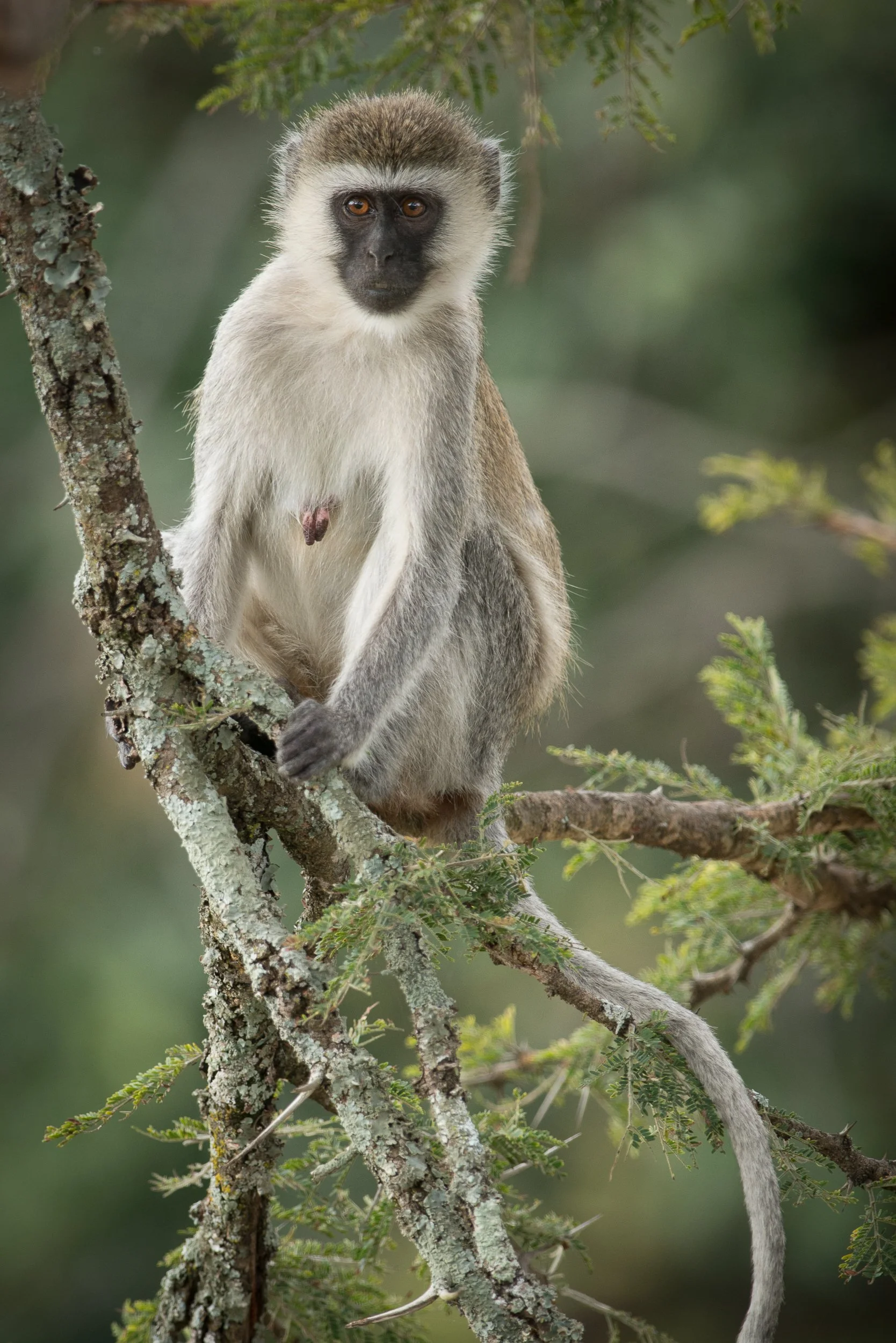 Joel Collins - Tanzania-1457.jpg