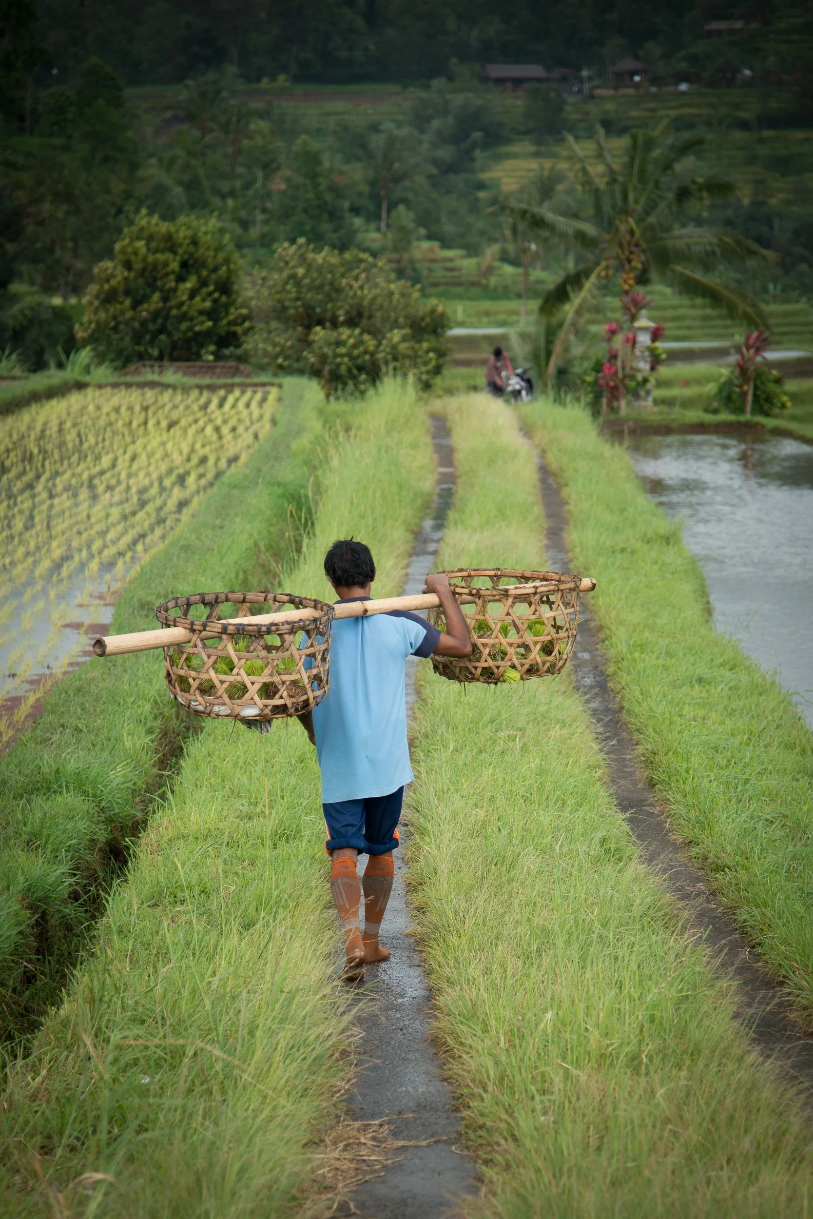Joel Collins - Indonesia-0802.jpg