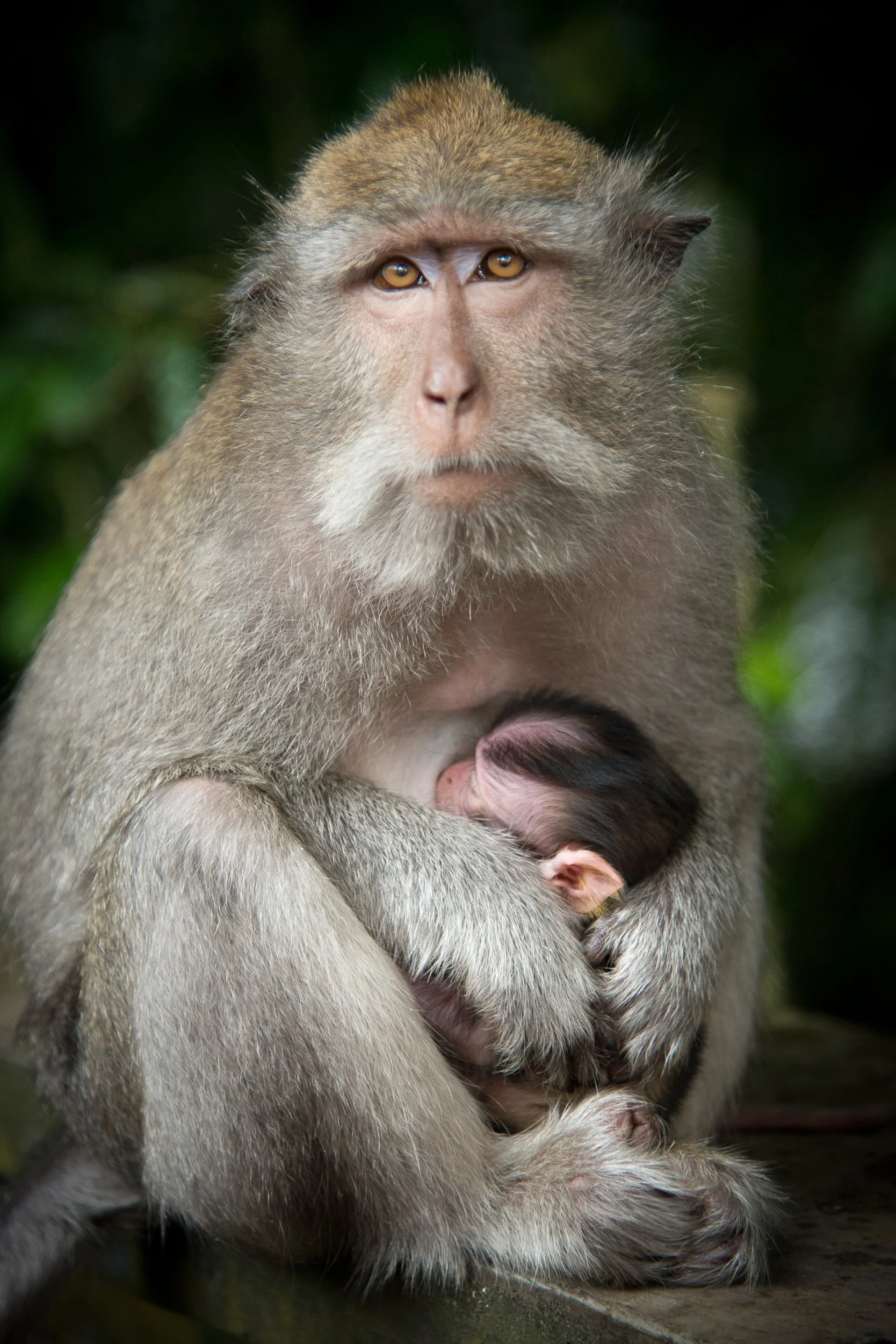 Joel Collins - Indonesia-9334.jpg