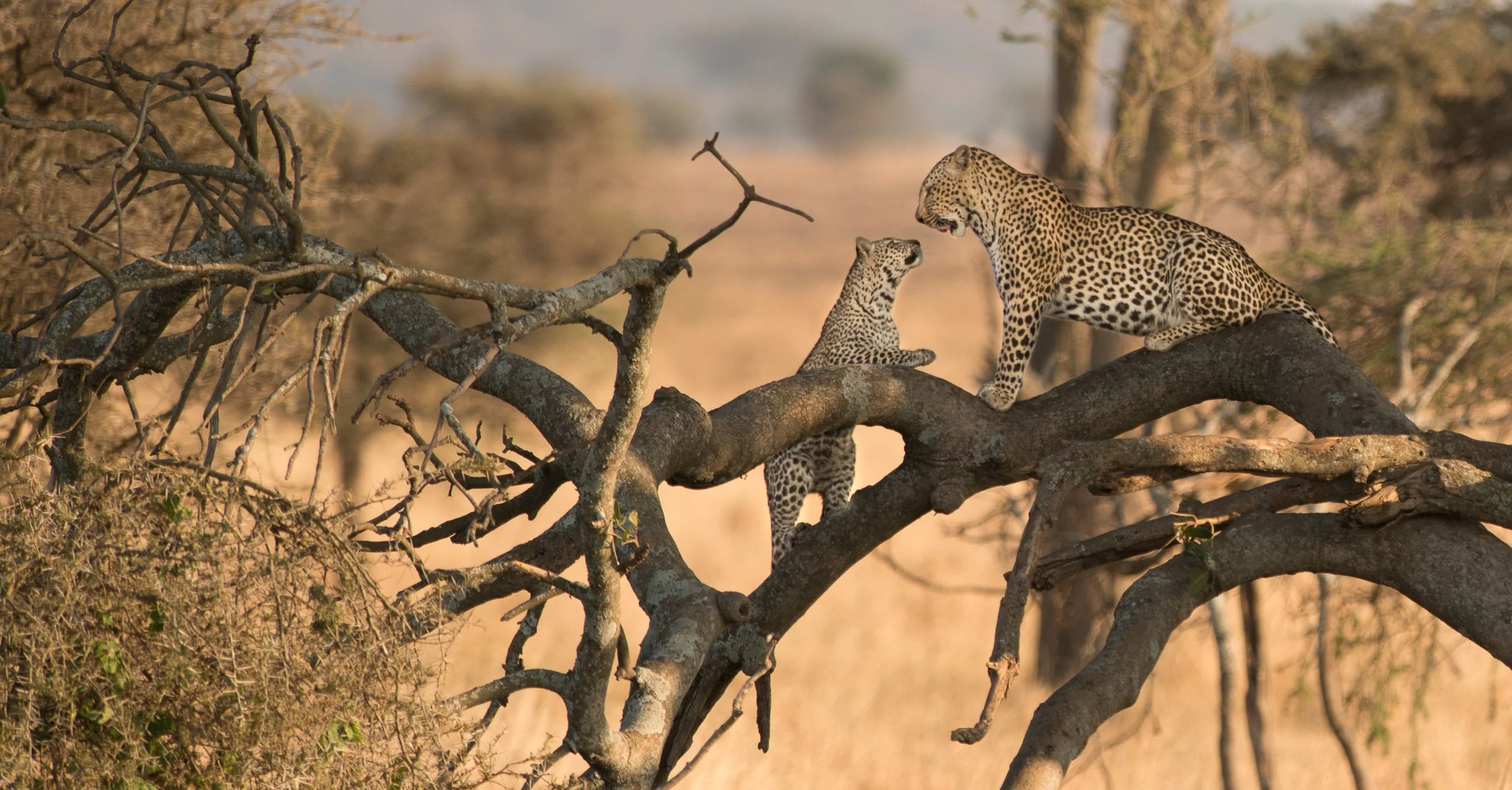 Joel Collins - Tanzania-2697.jpg