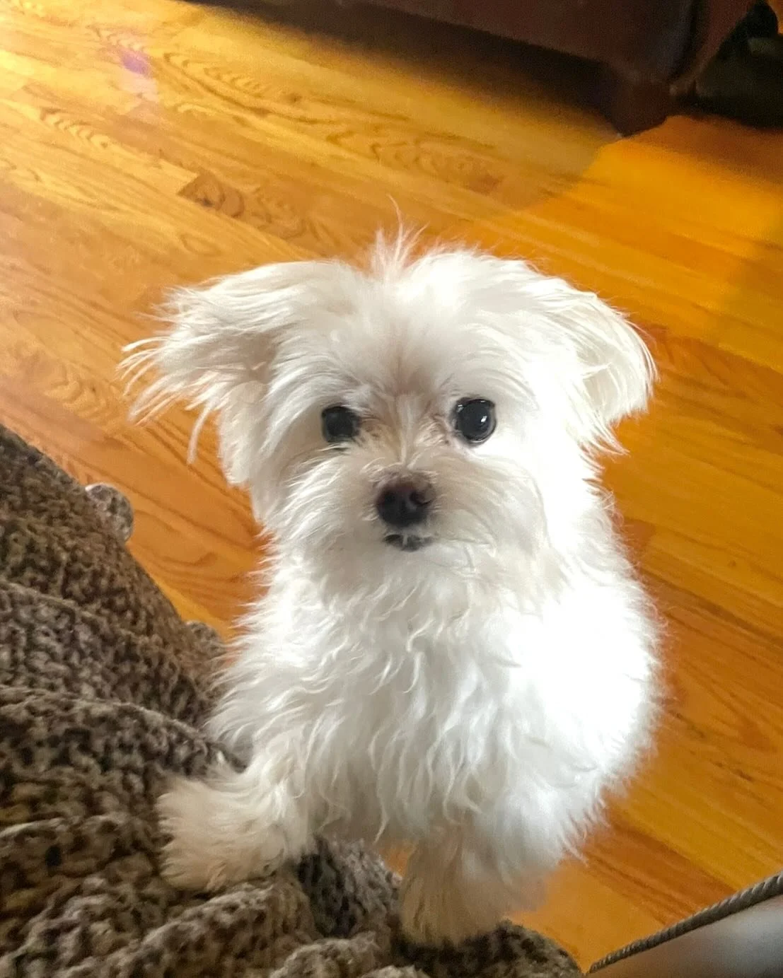 My baby, Baby Bugg.🥰

#babybugg #maltese #love #day7of10daysofcreativity #creativity #fun #handlettering #coloredpencil