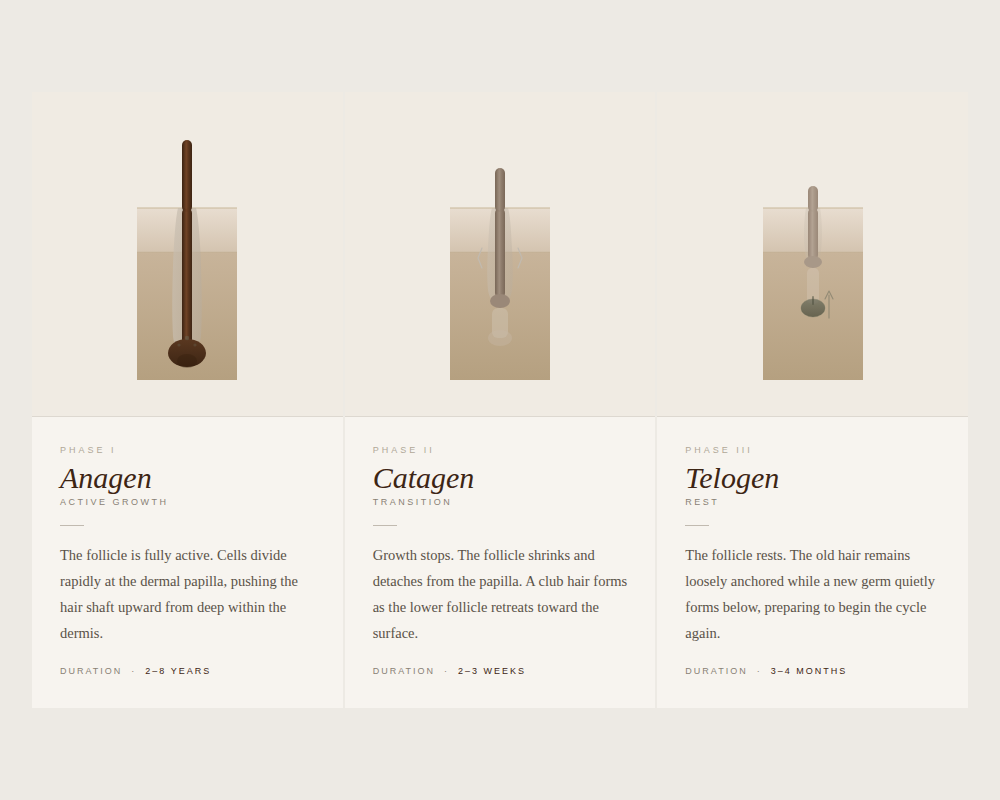 Hair follicle growth chart of Elysian Head Spa with anagen, catagen, telogen