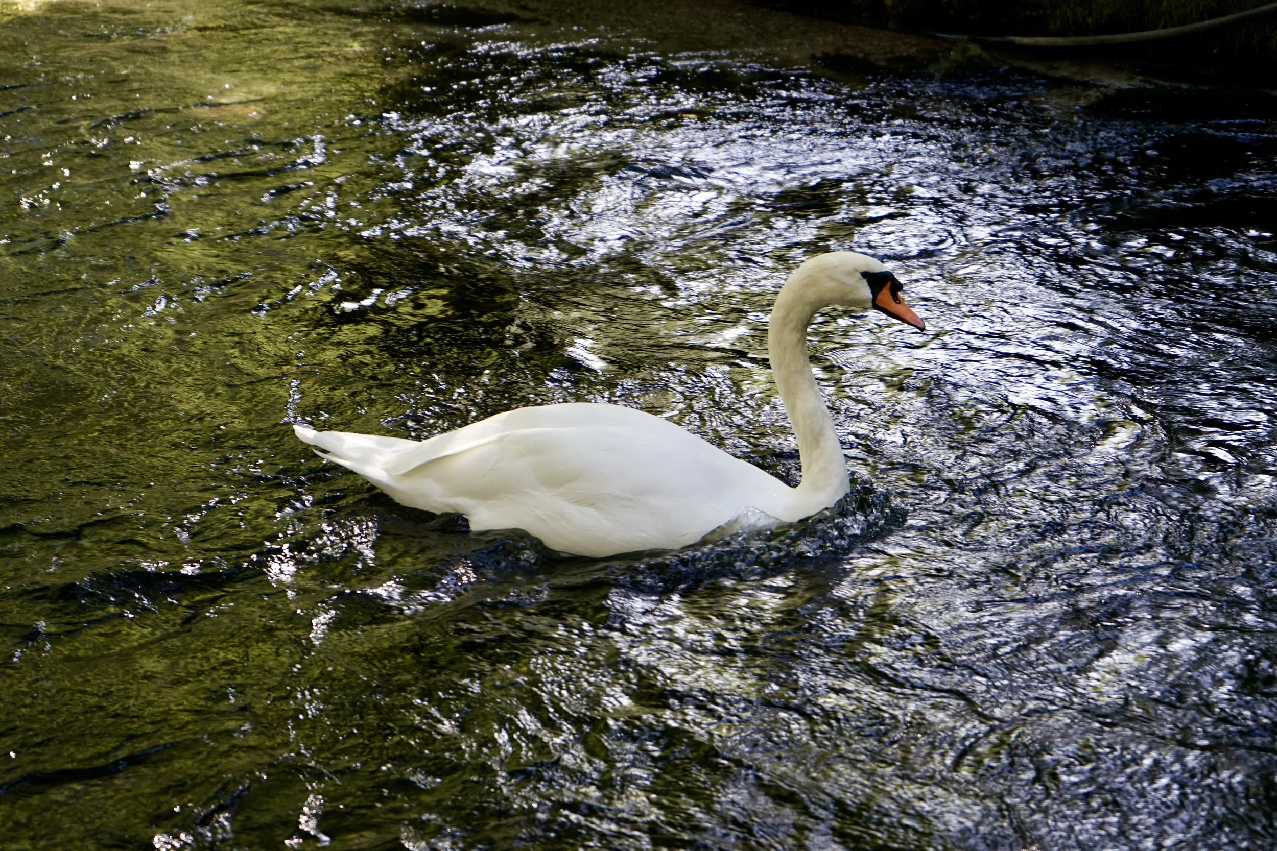 DSC06044.JPG