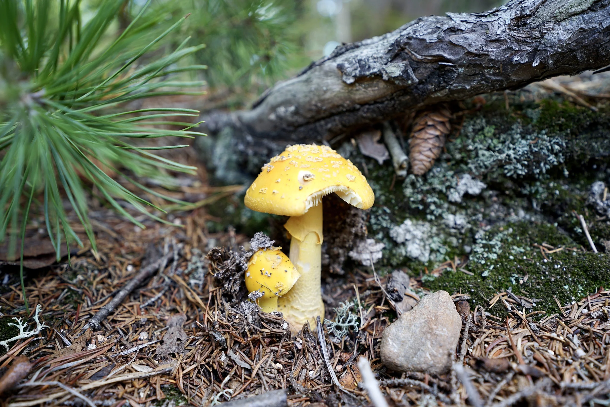 DSC05286.JPG